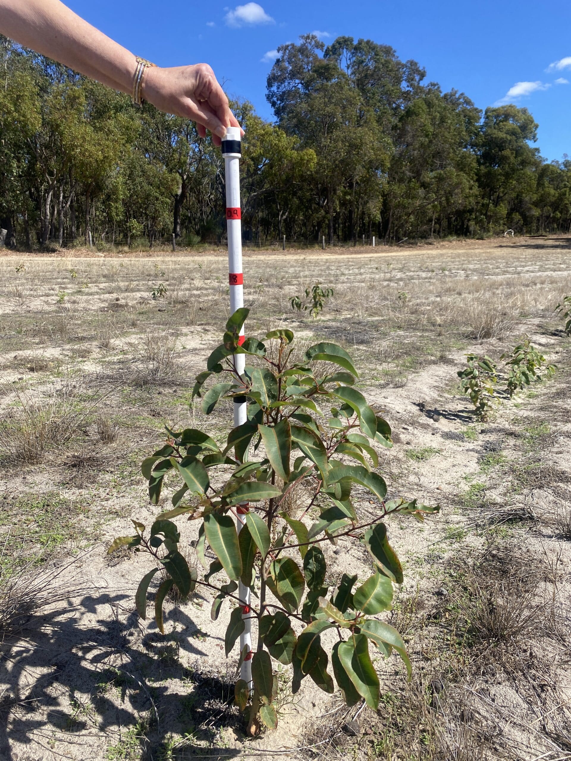 Measuring stick behind a Corymbia calophylla ('Marri') seedling