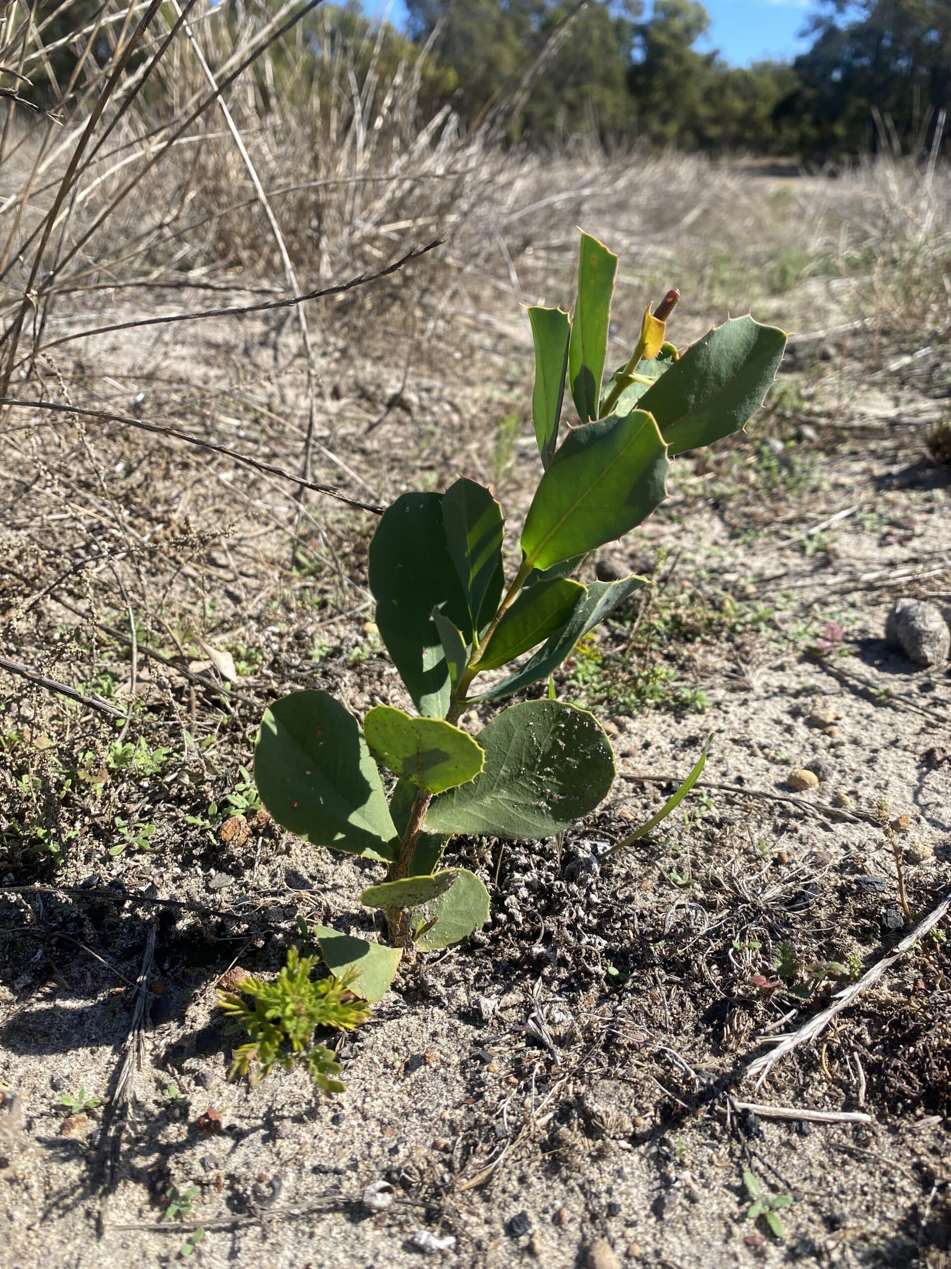 Hakea prostrata alongside an emerging Melaleuca seedling.