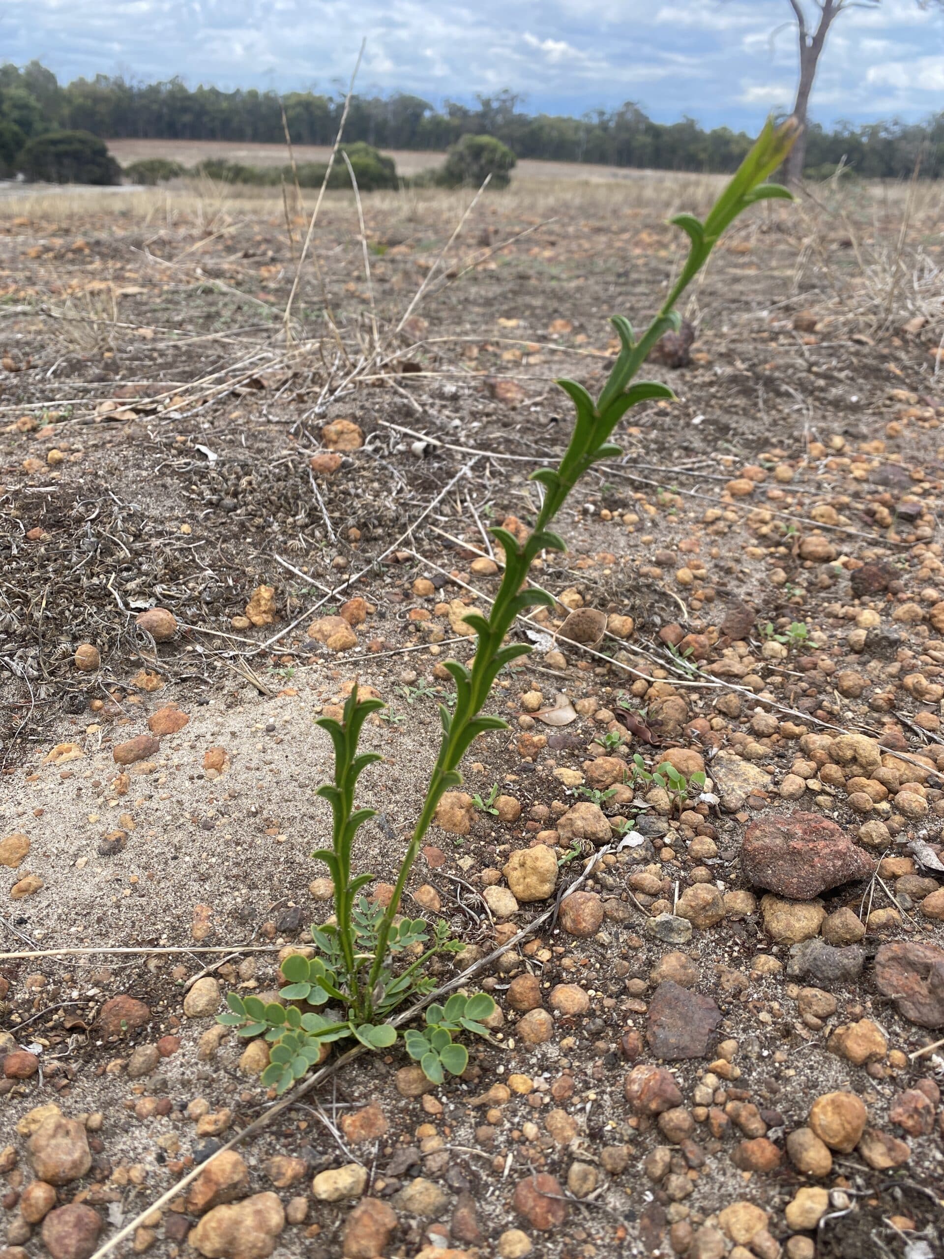 An Acacia stenoptera ('Narrow-winged wattle') seedling.