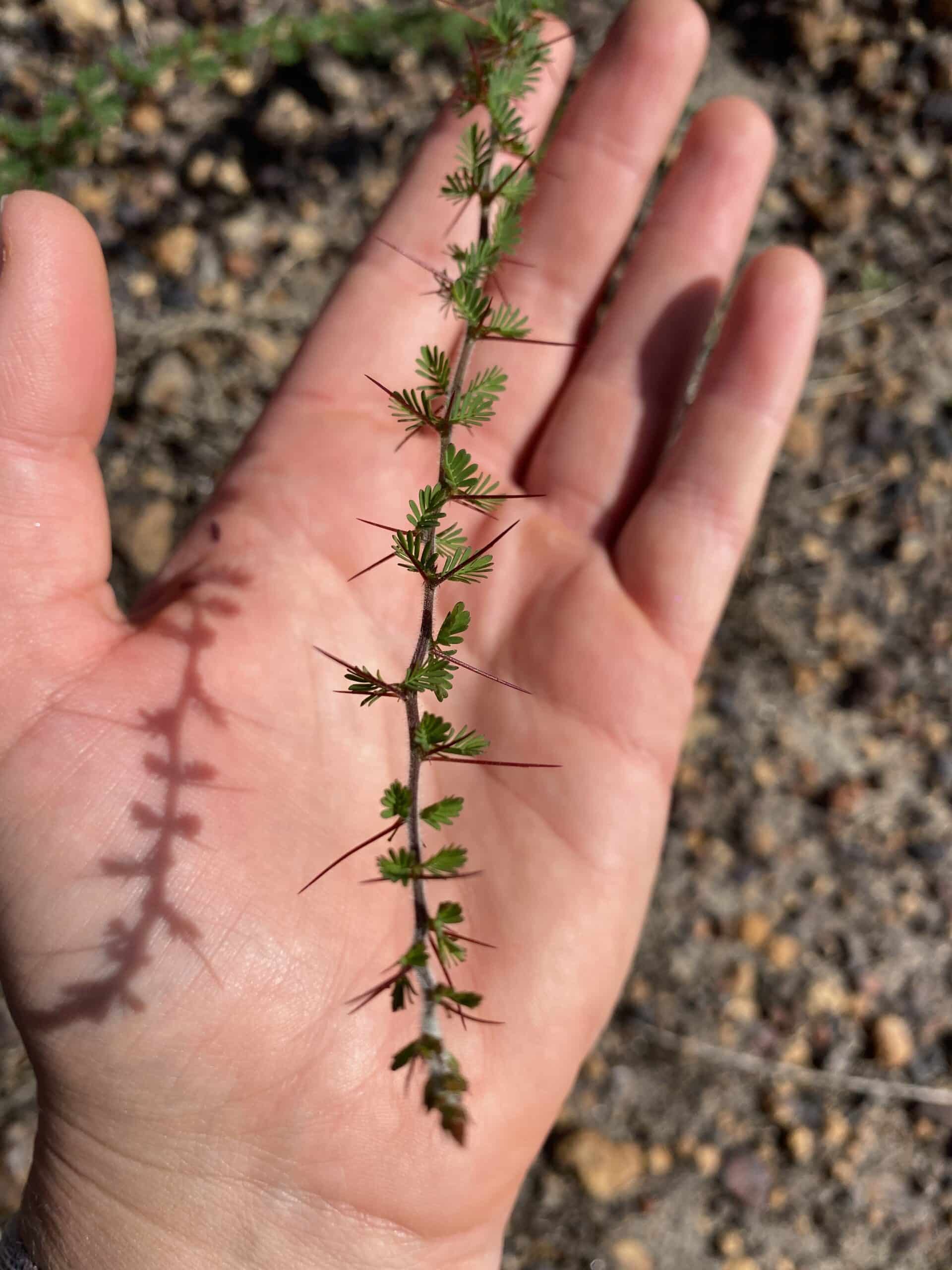 Close of up a hand holding an Acacia pulchella ('Prickly Moses Wattle') branch with it's characteristic spikes.