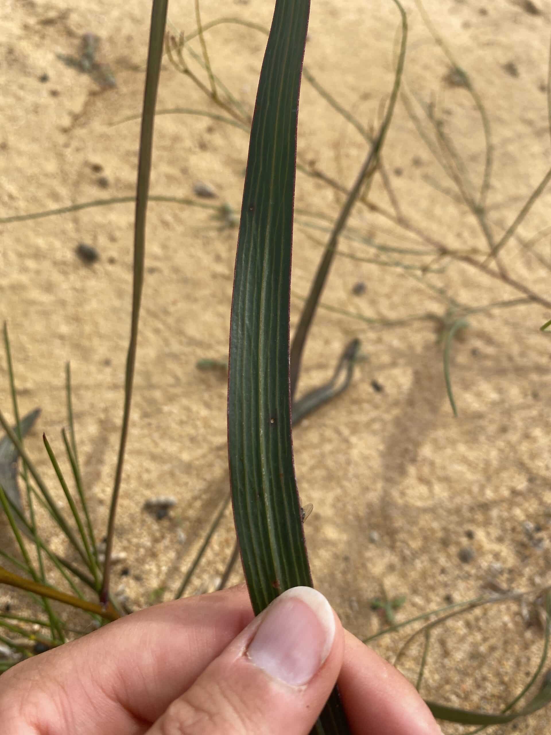 Parallel veins on the leaf of an Acacia neurophylla ('Wodjil').