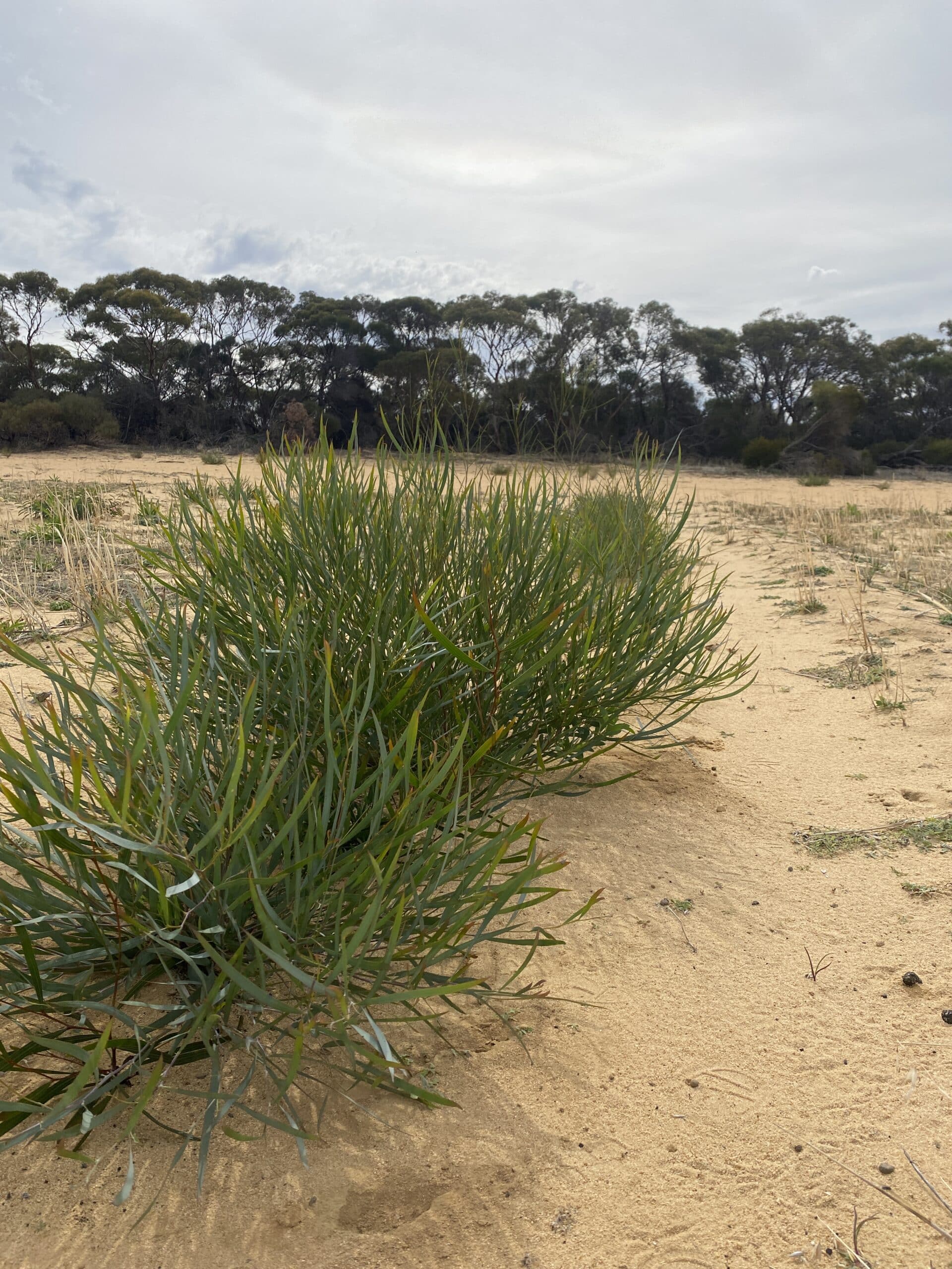 Acacia neurophylla ('Wodjil') seedling hiding between two Acacia yorkrakinesis ('Soft Leaf Wodjil') shrubs.
