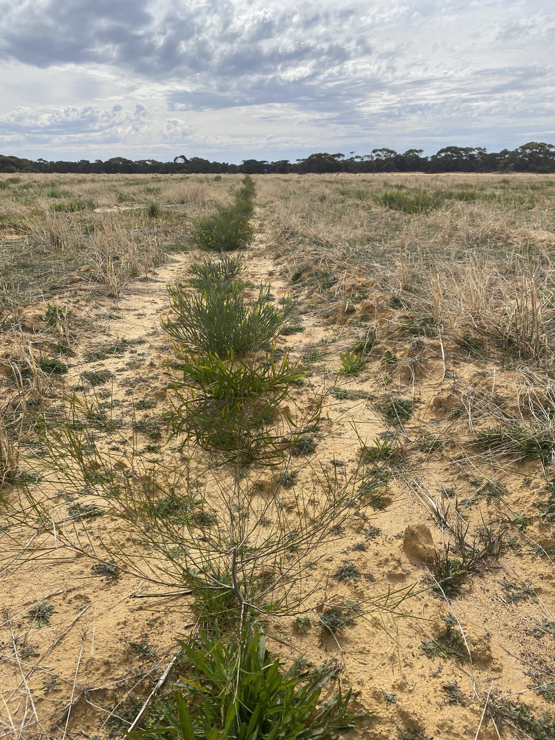 Great planting row of Acacia shrubs.