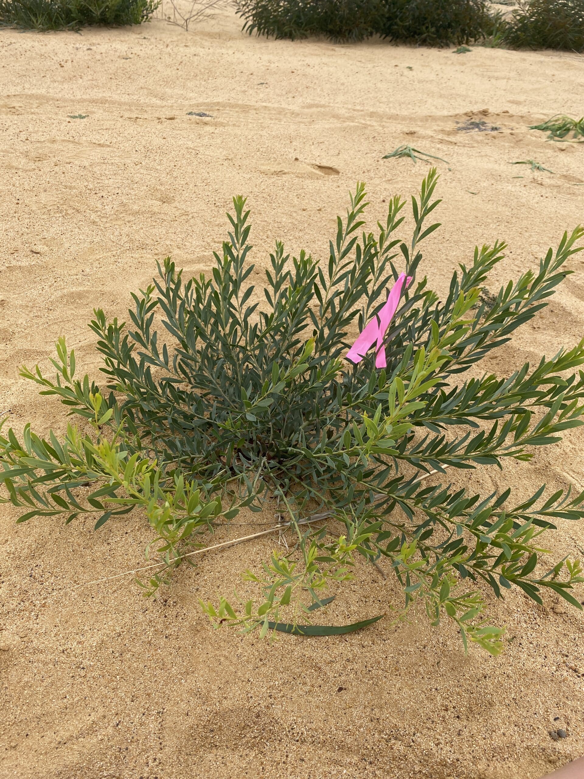 Acacia shrub flagged with tape to mark the boundary of a monitoring plot.