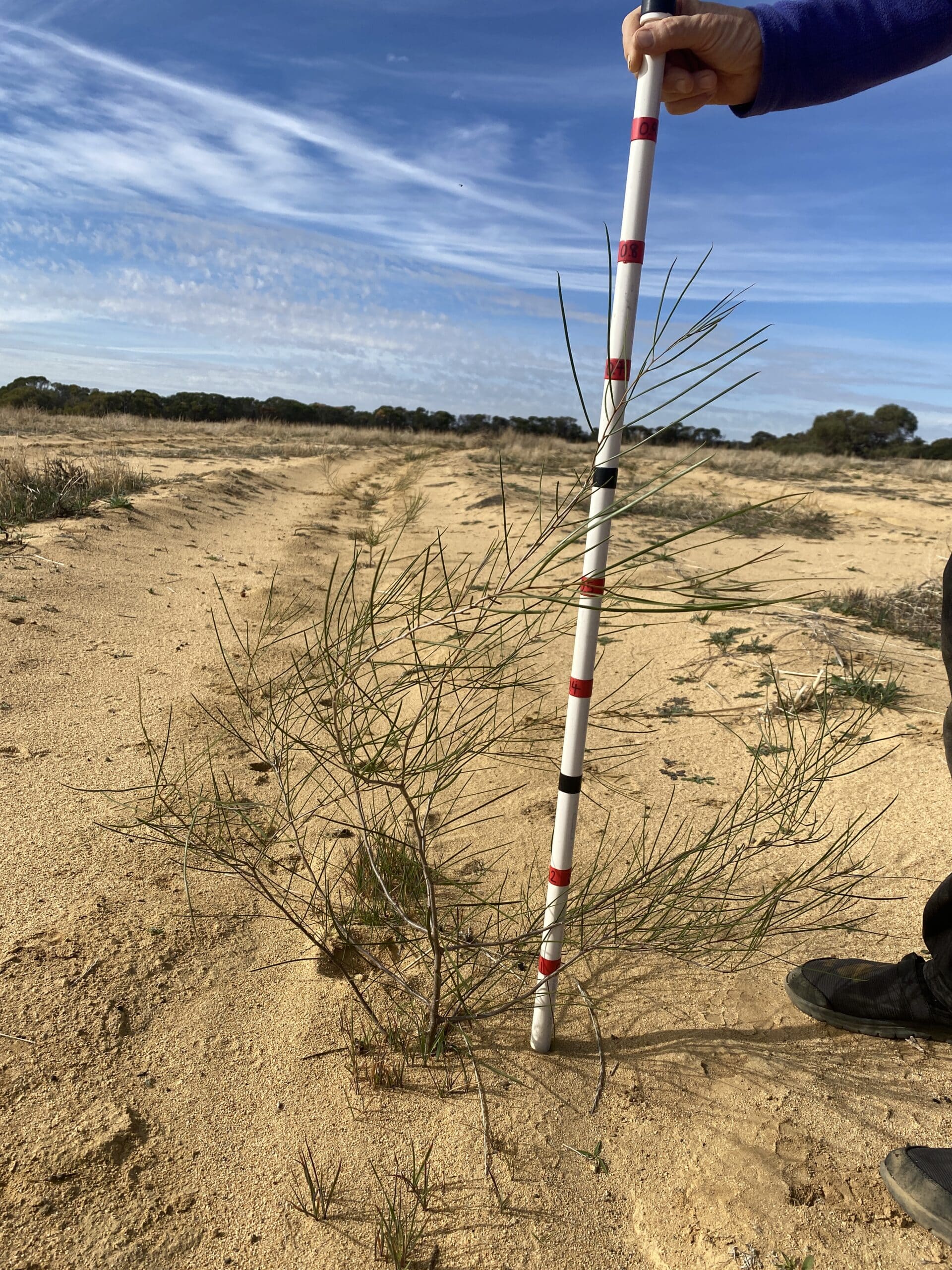 Measuring the height of a juvenile Acacia acuminata ('Jam Wattle').