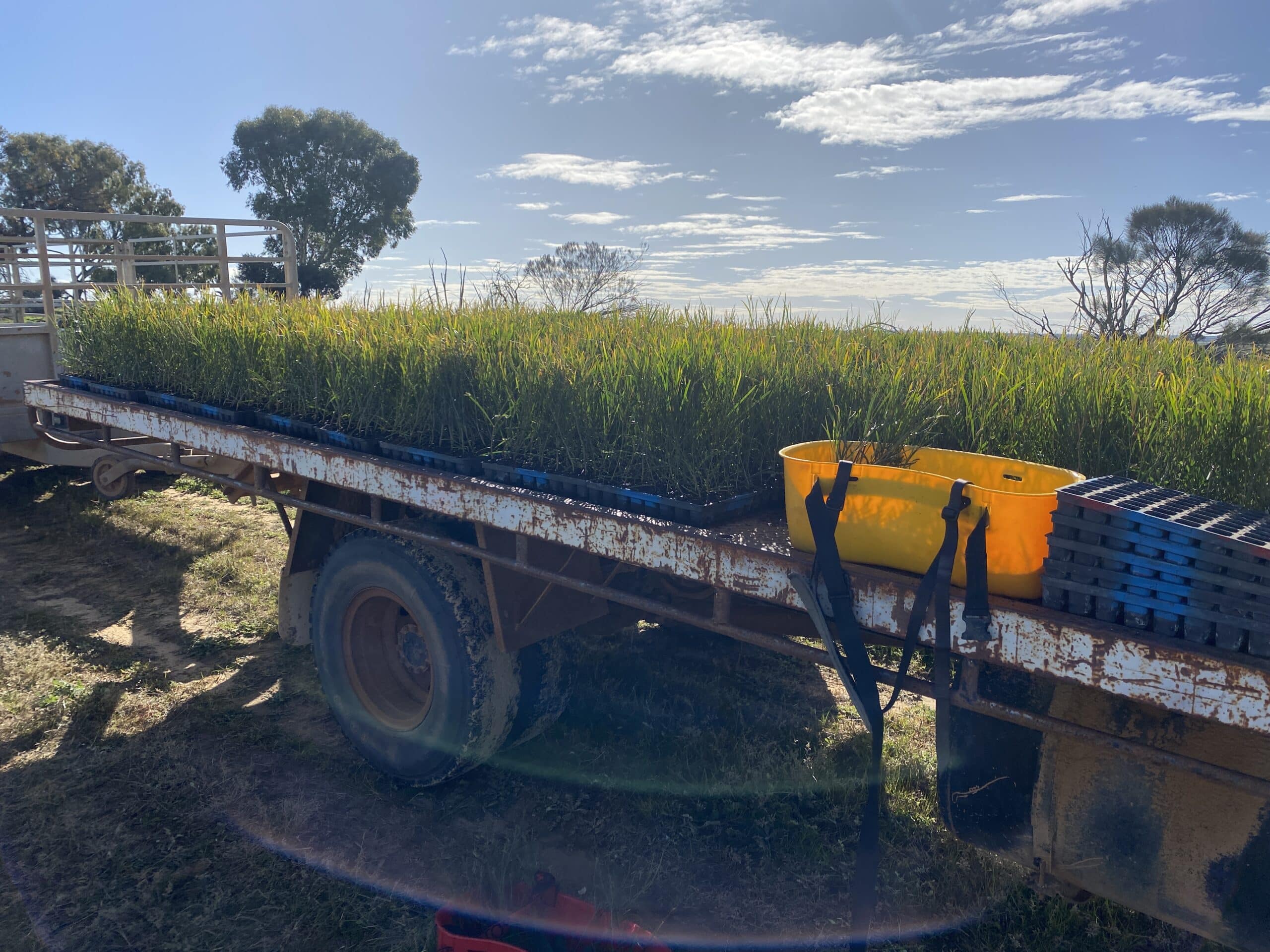 Trailer full of seedlings trays with a yellow seedling bucket