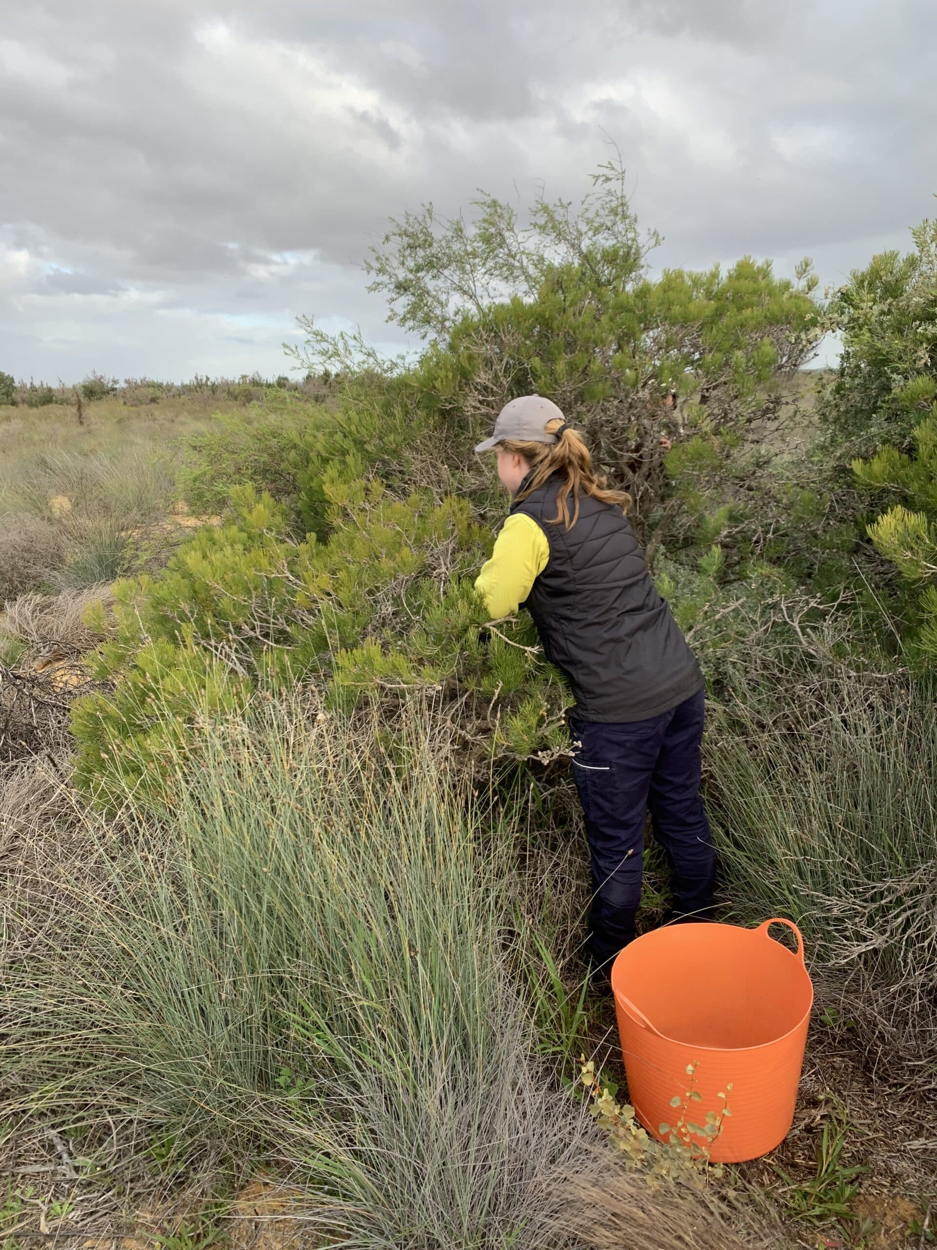 Woman leaning into a bush to collect branches