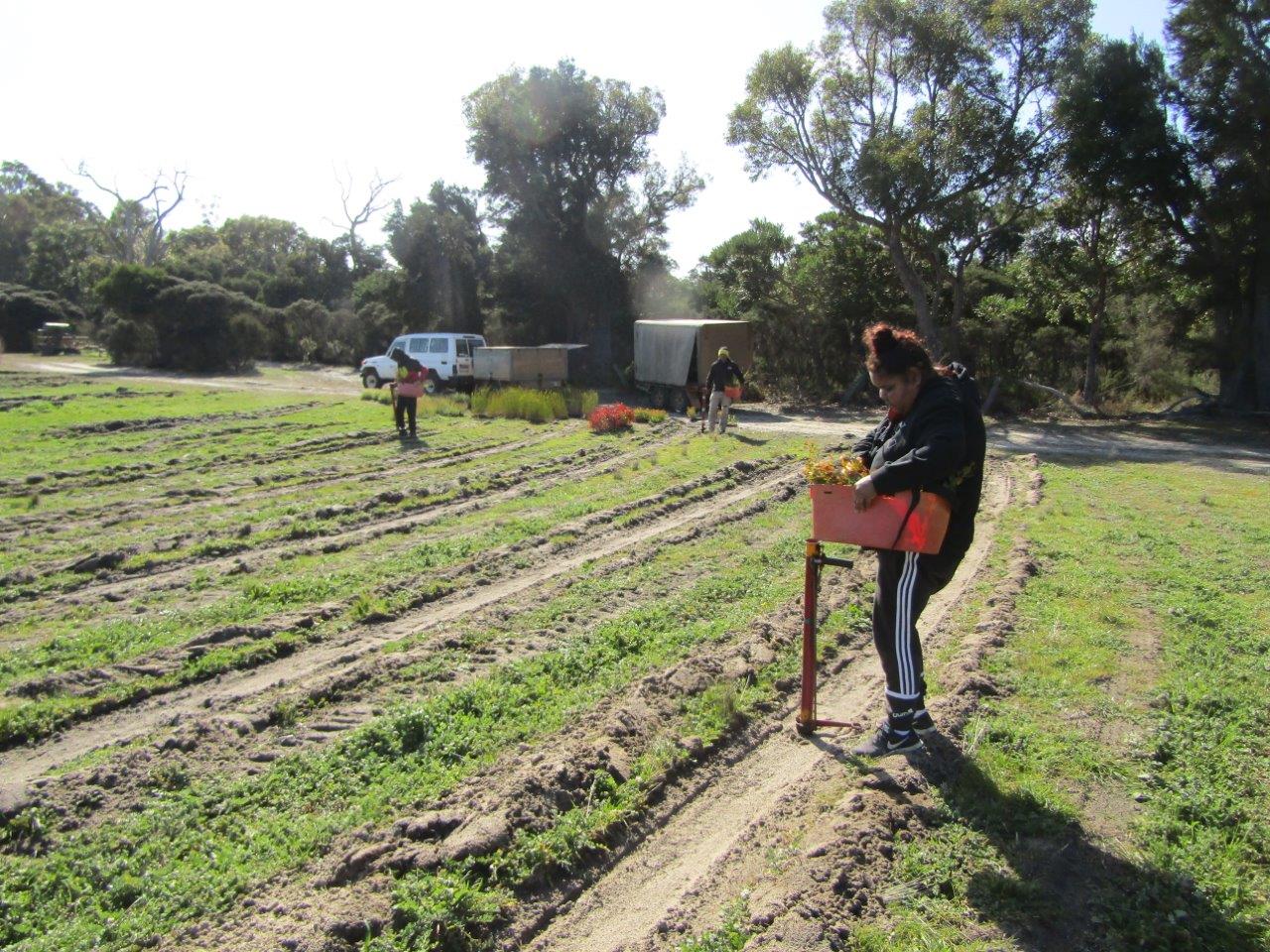 Tambellup Rangers hand-planting near the end of a planting row