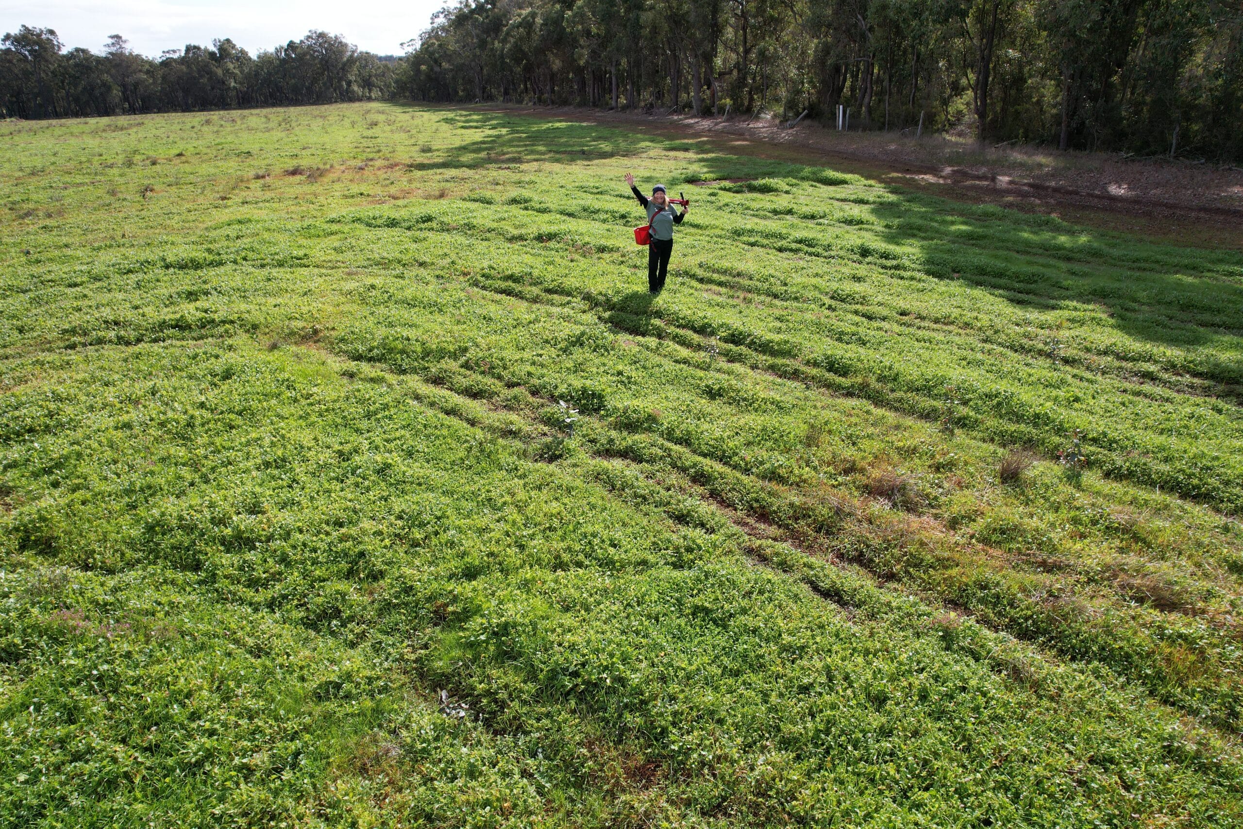 Drone shot of women standing in planting row with planting equipment.