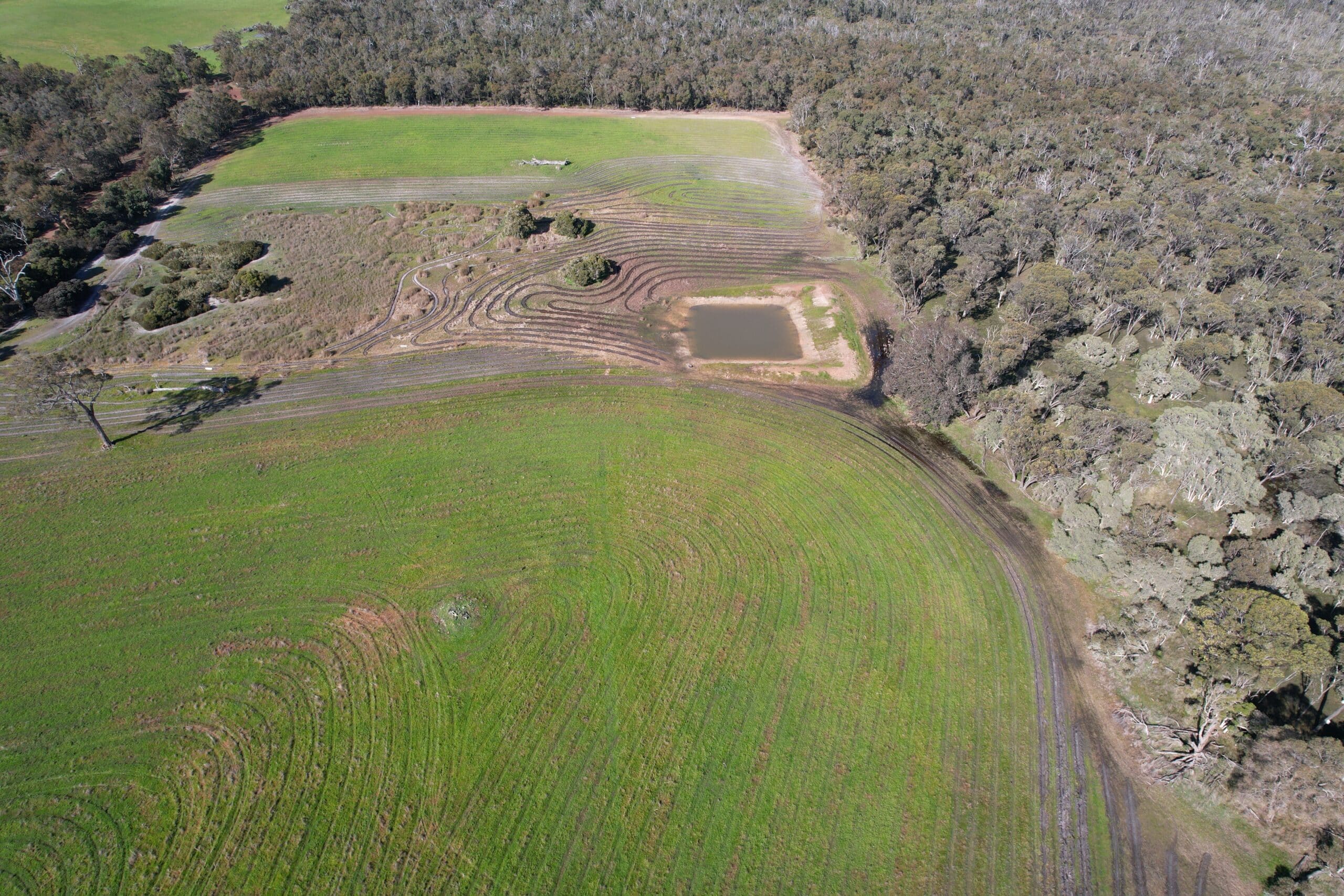 drone shot of a planting site showing newly ripped planting lines next to remnant bushland.
