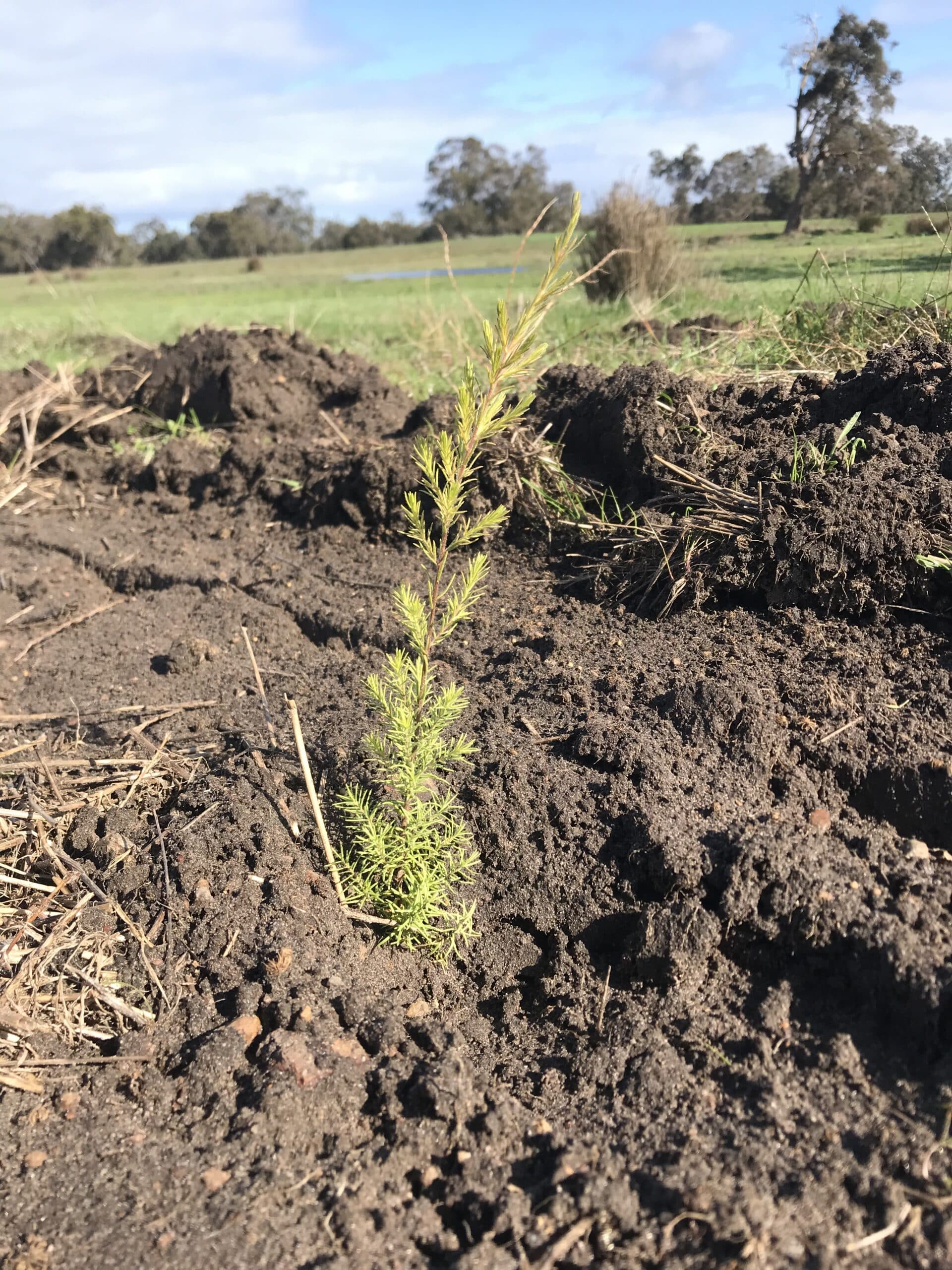 Close up of a hand-planted seedling in a planting row