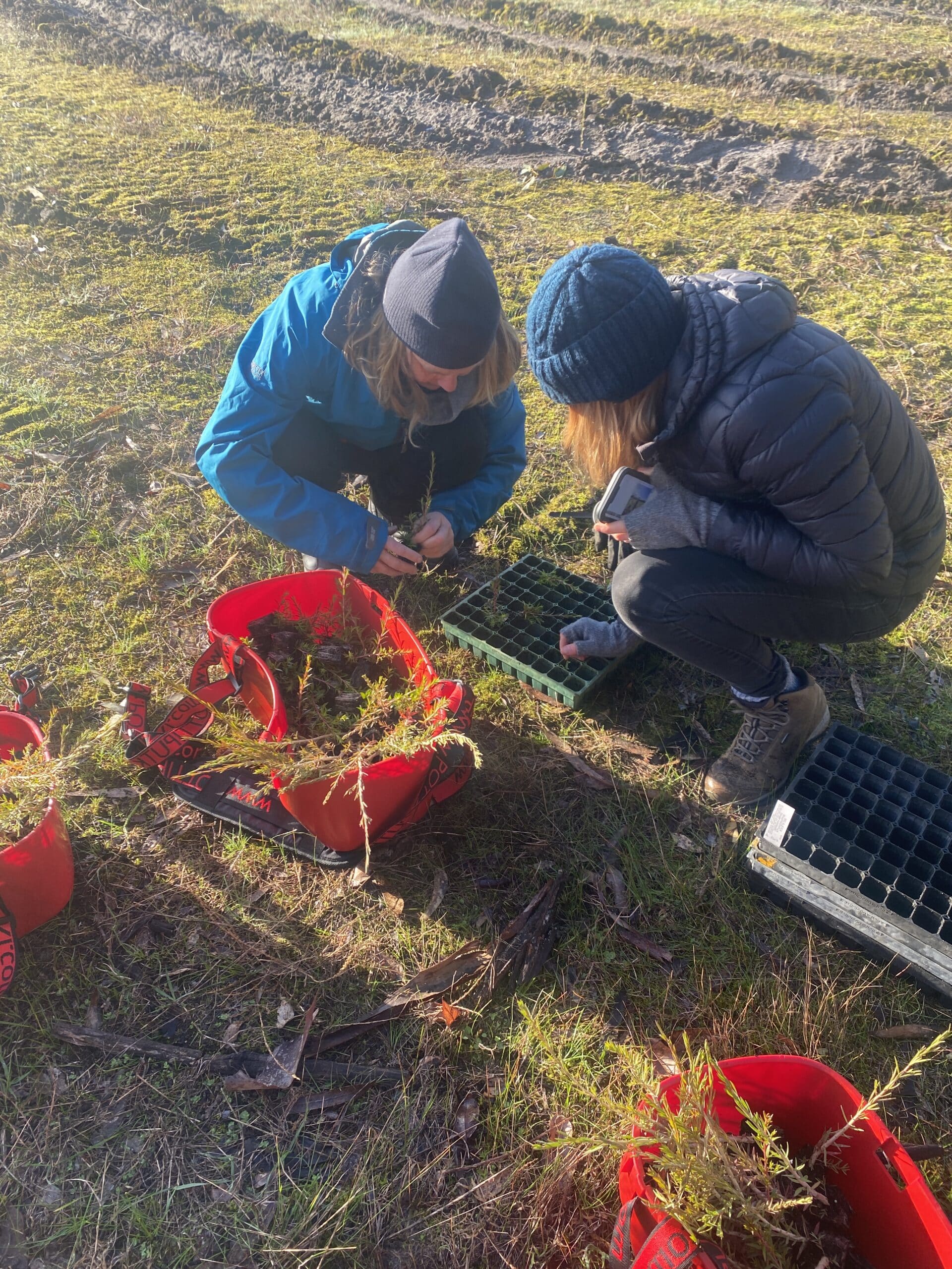 Two women removing seedlings from trays and filling up buckets for planting.