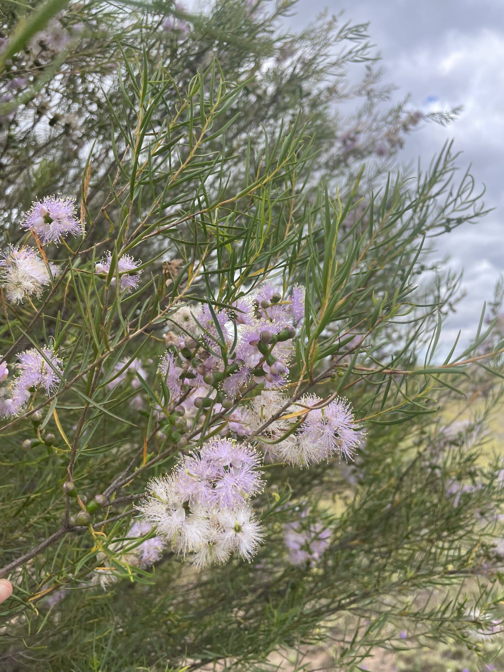 Close up of a light purple flower with green leaves in the background