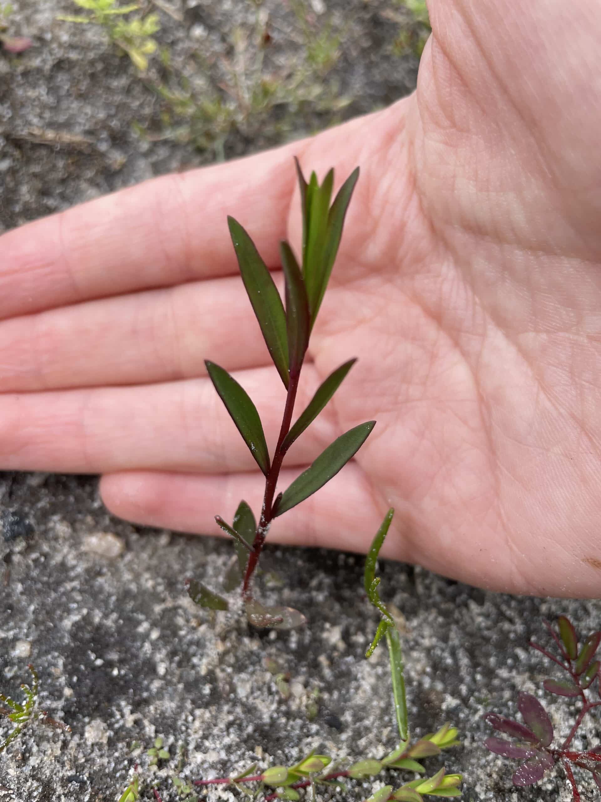 close up of a hand behind a seedling planted into the ground