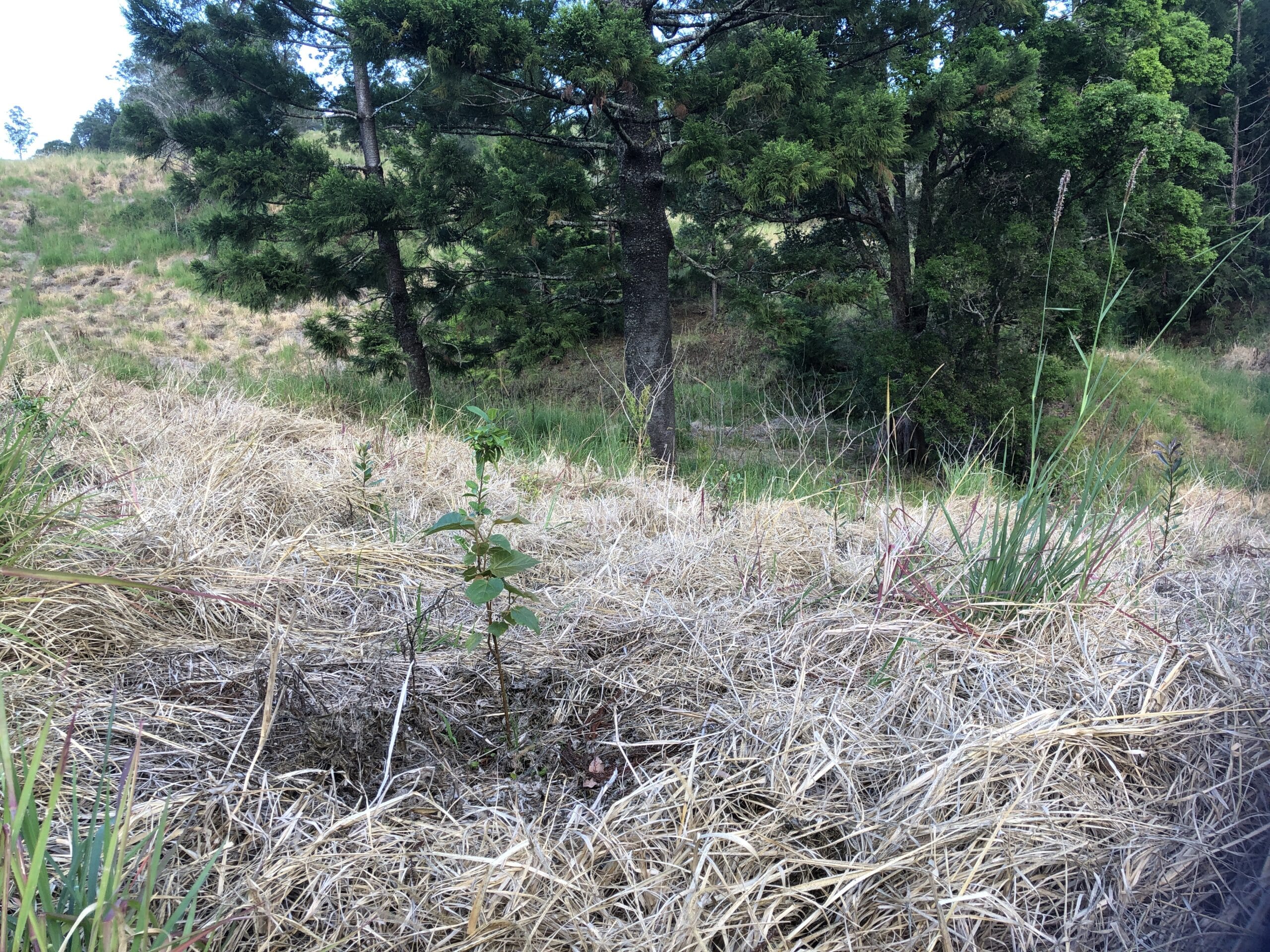 Seedling surrounded by Setaria grass.