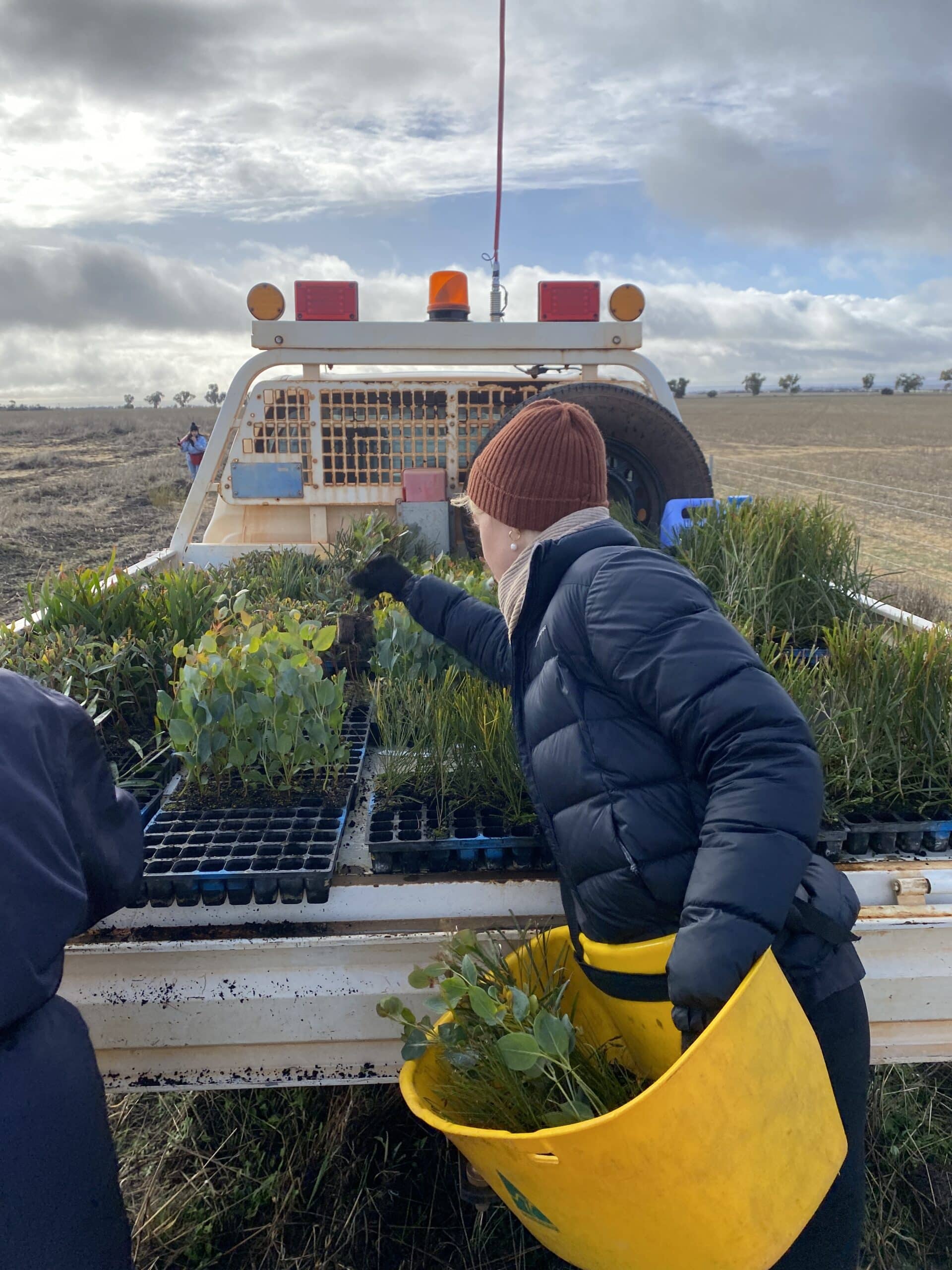 Woman filling up her planting bucket with seedlings ready for planting from back of a ute.