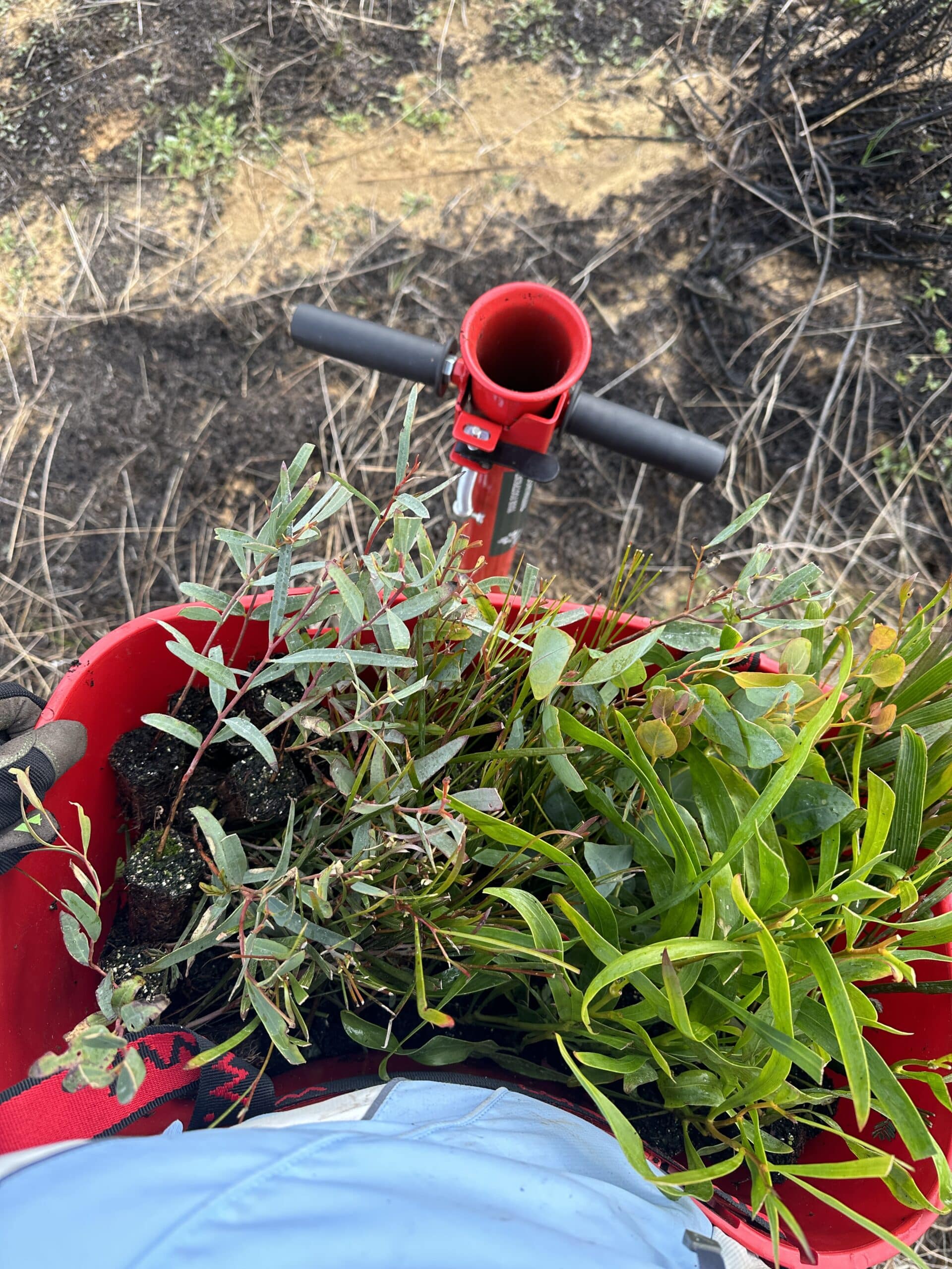Mixed seedlings in a bucket with a pottiputki