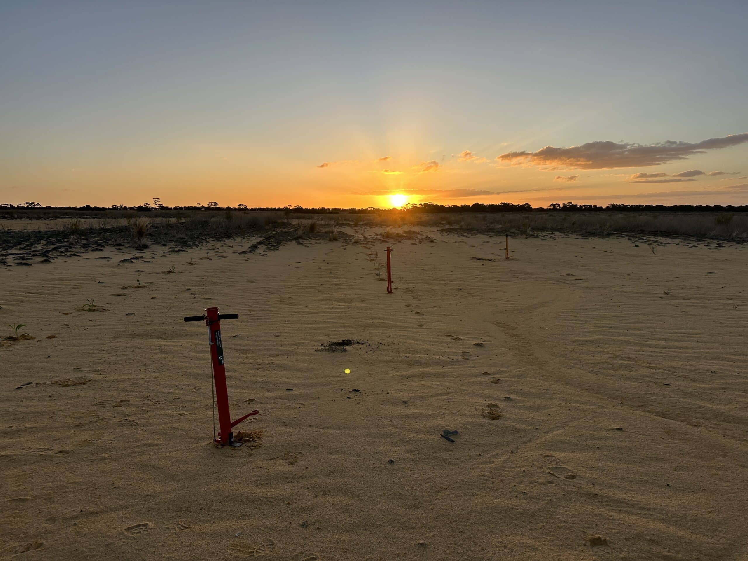 Sunset over planting rows with pottiputkis
