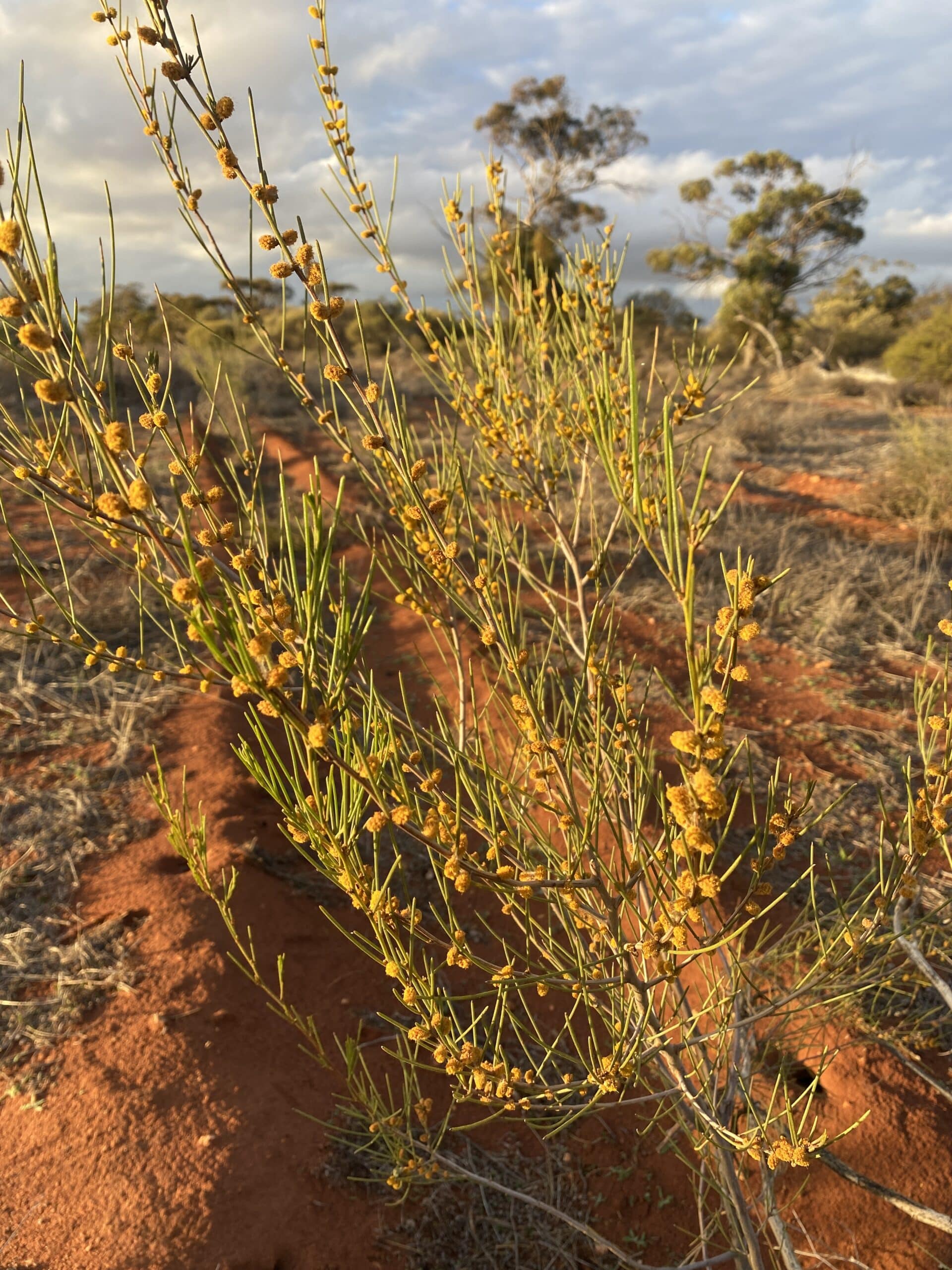 Flowering Acacia species.