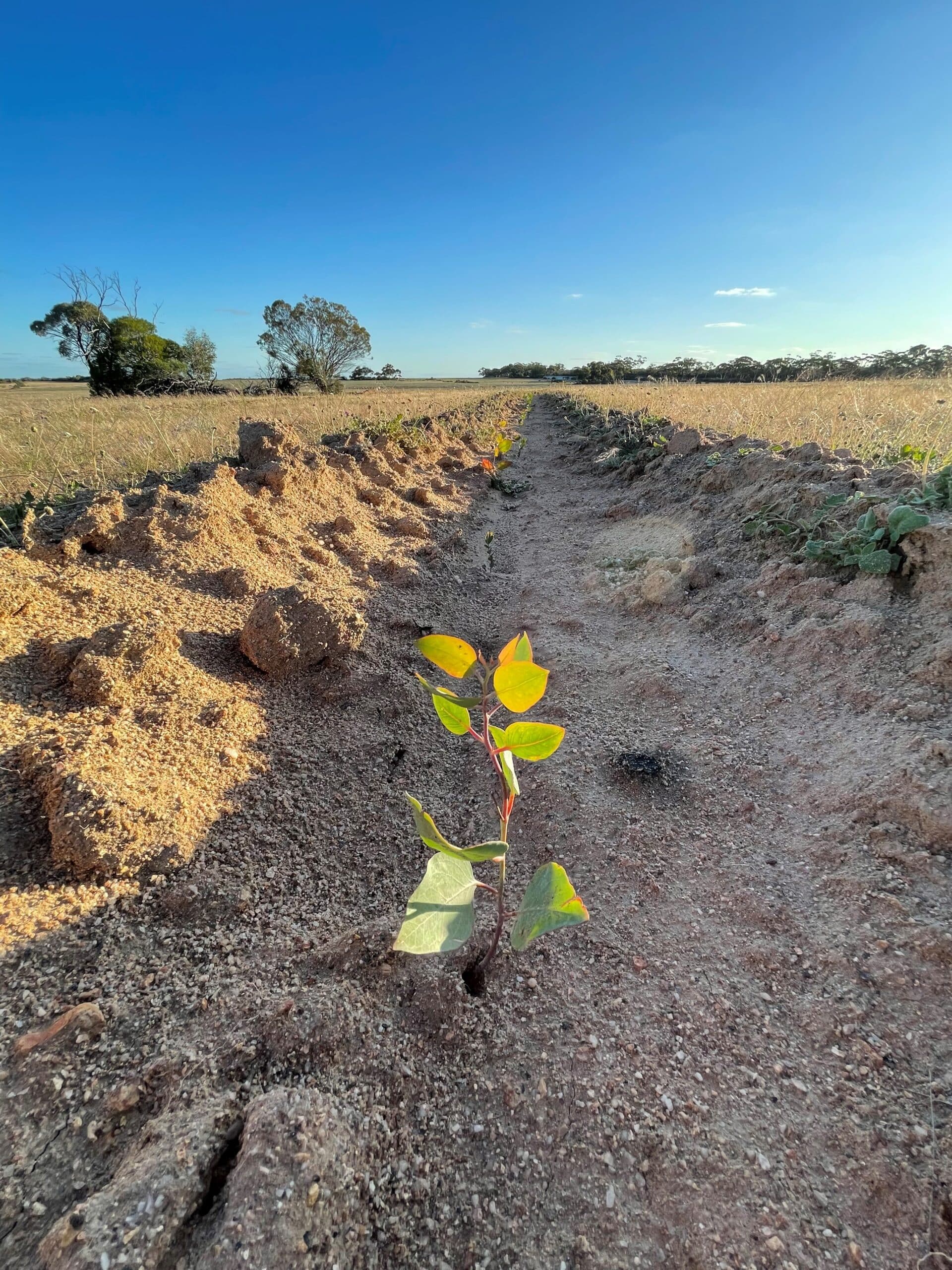 A healthy Eucalyptus seedling in a planting row