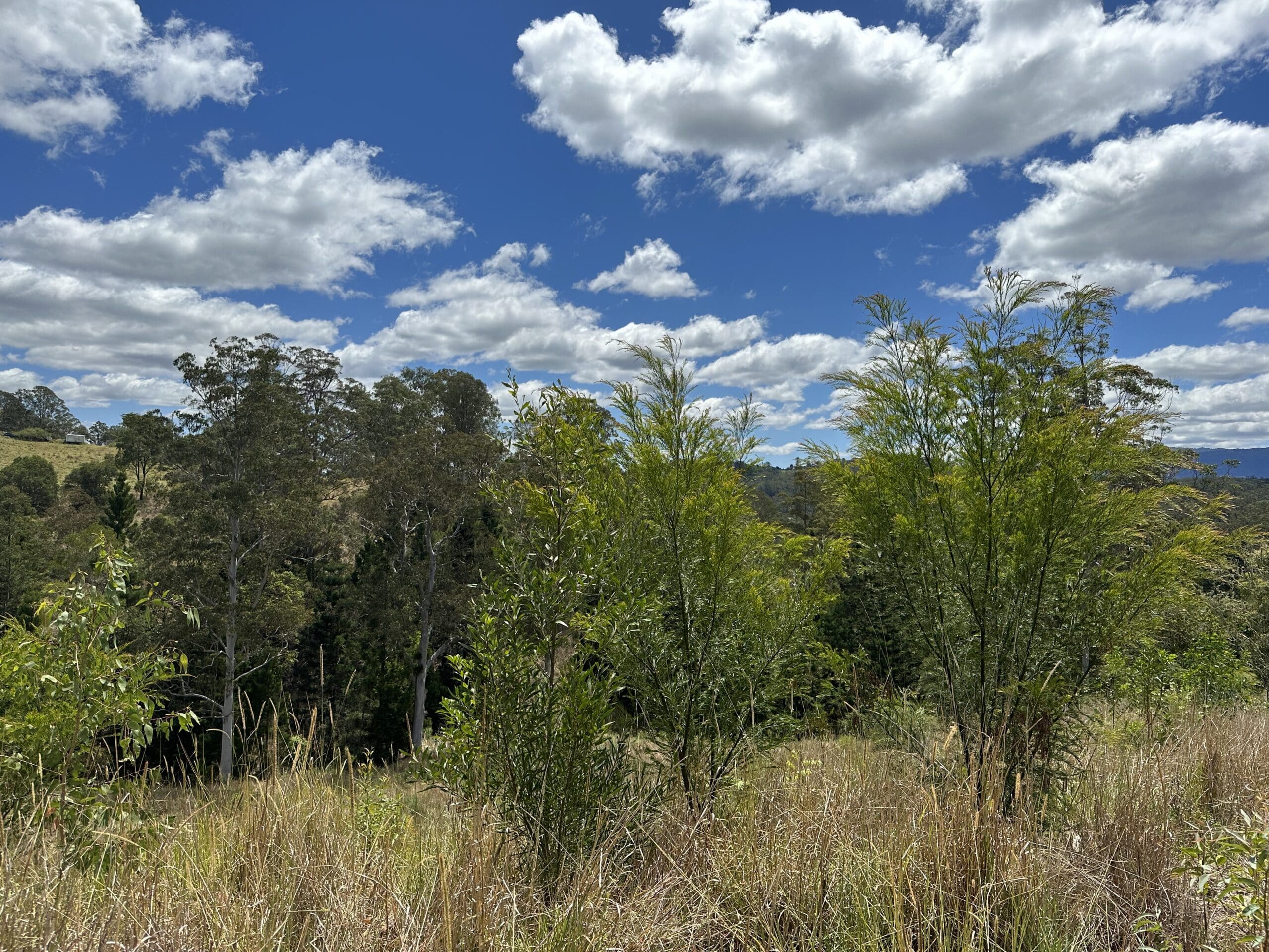 Revegetation planting with remnant forest in background
