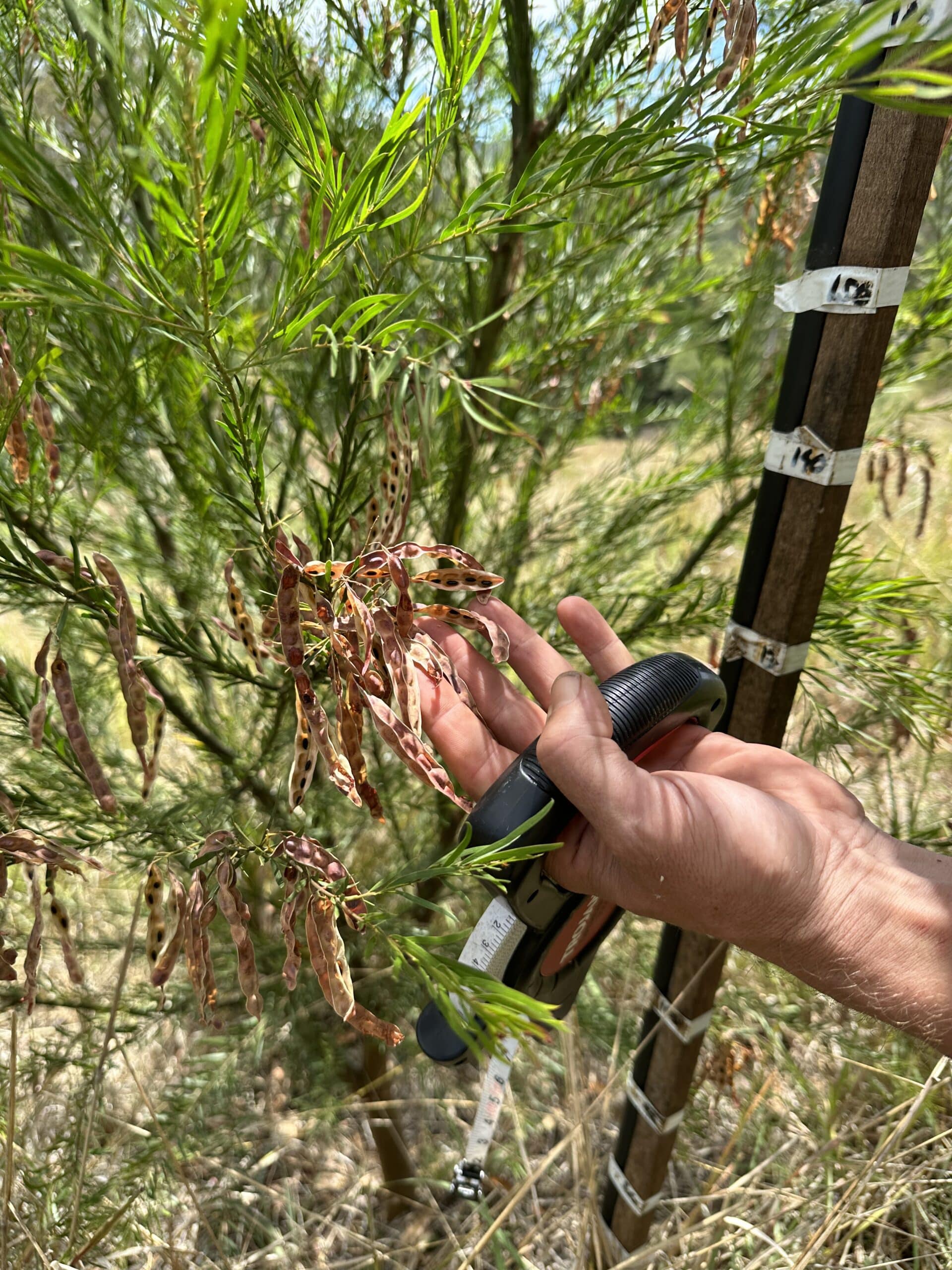 Hand holding seed pods on a tree branch