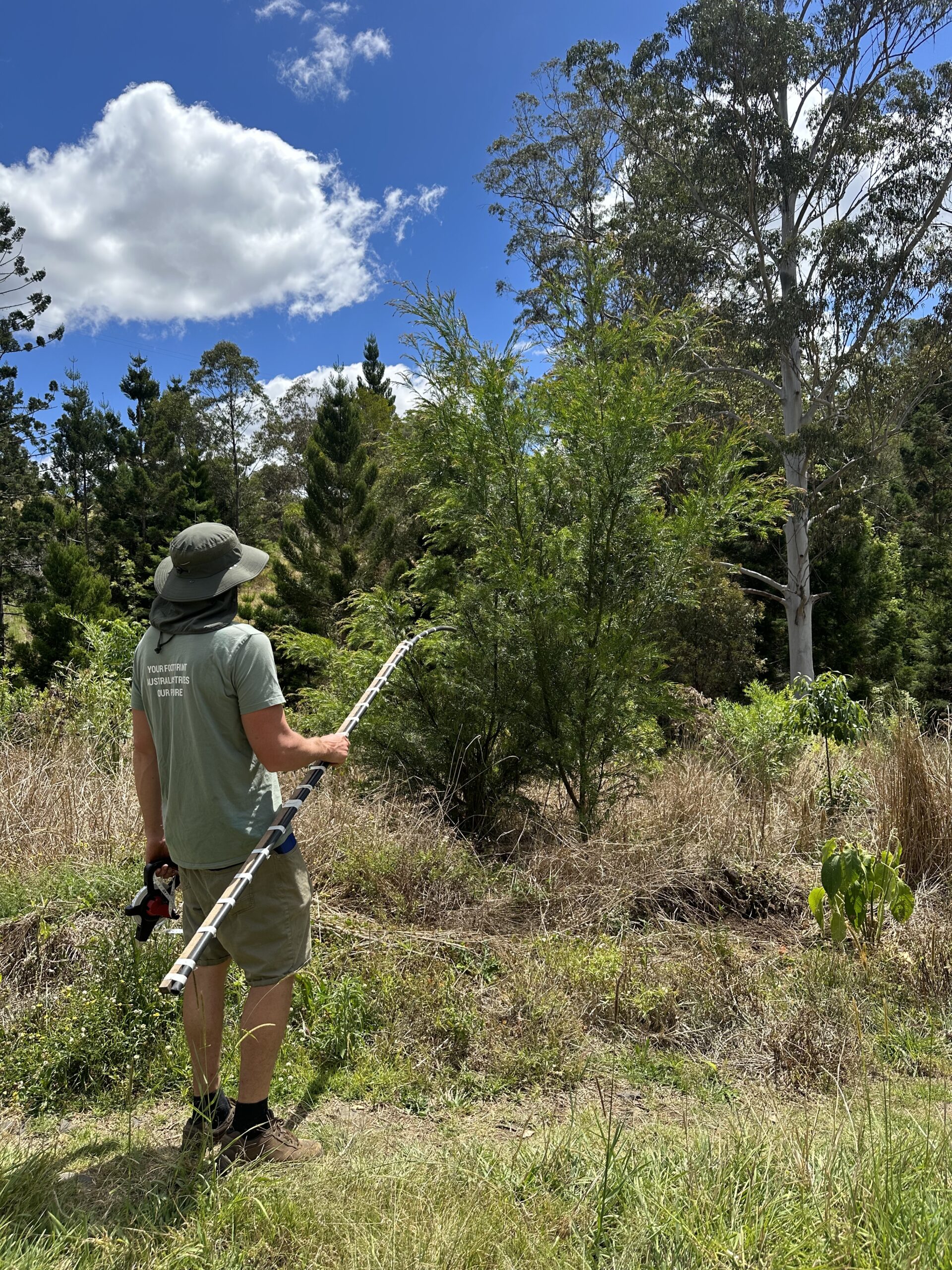 Man standing with measuring stick look at tree