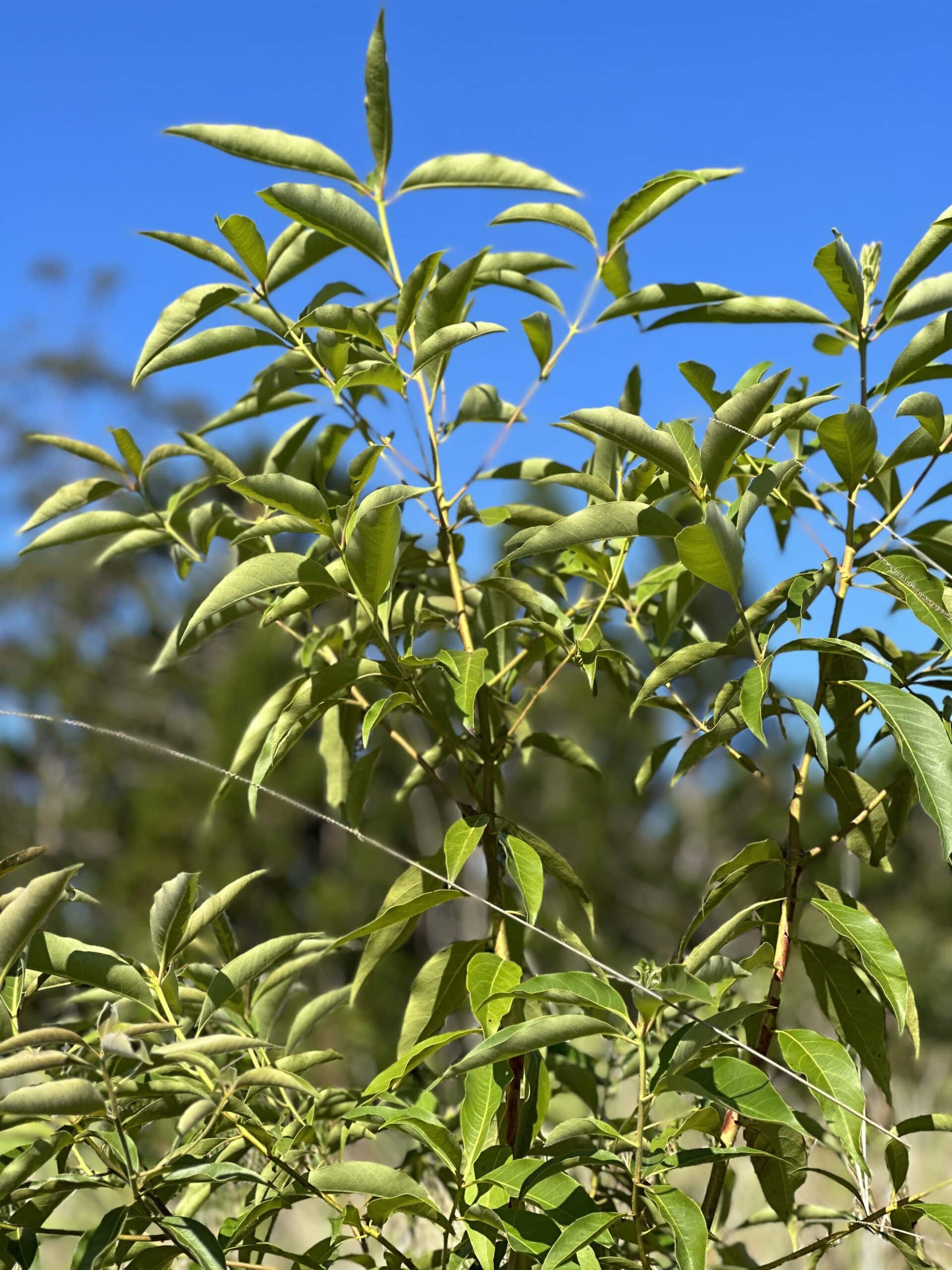 close up shot of a plants leaves with the sky in the background