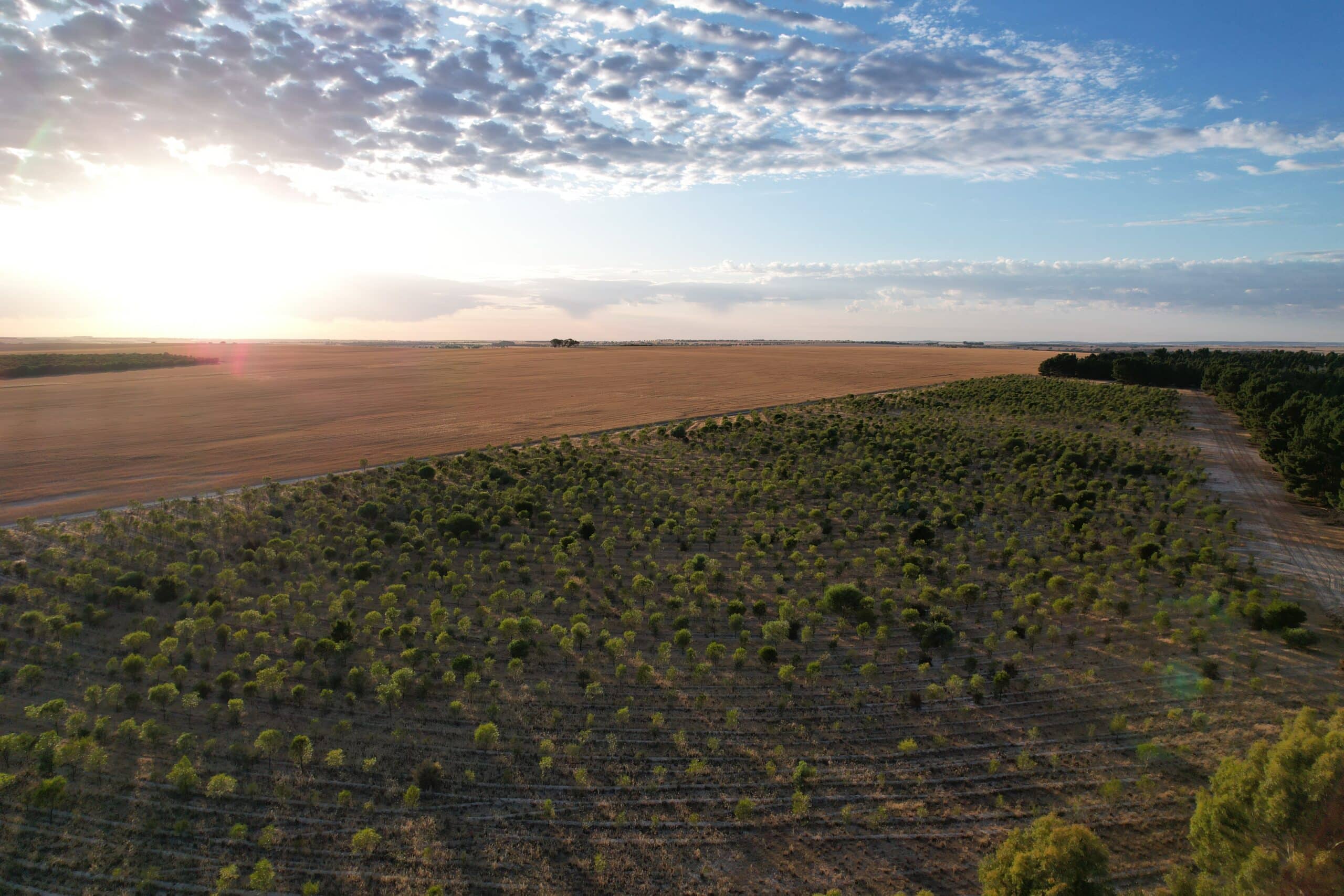 Drone image of planting area with cropping paddock in background
