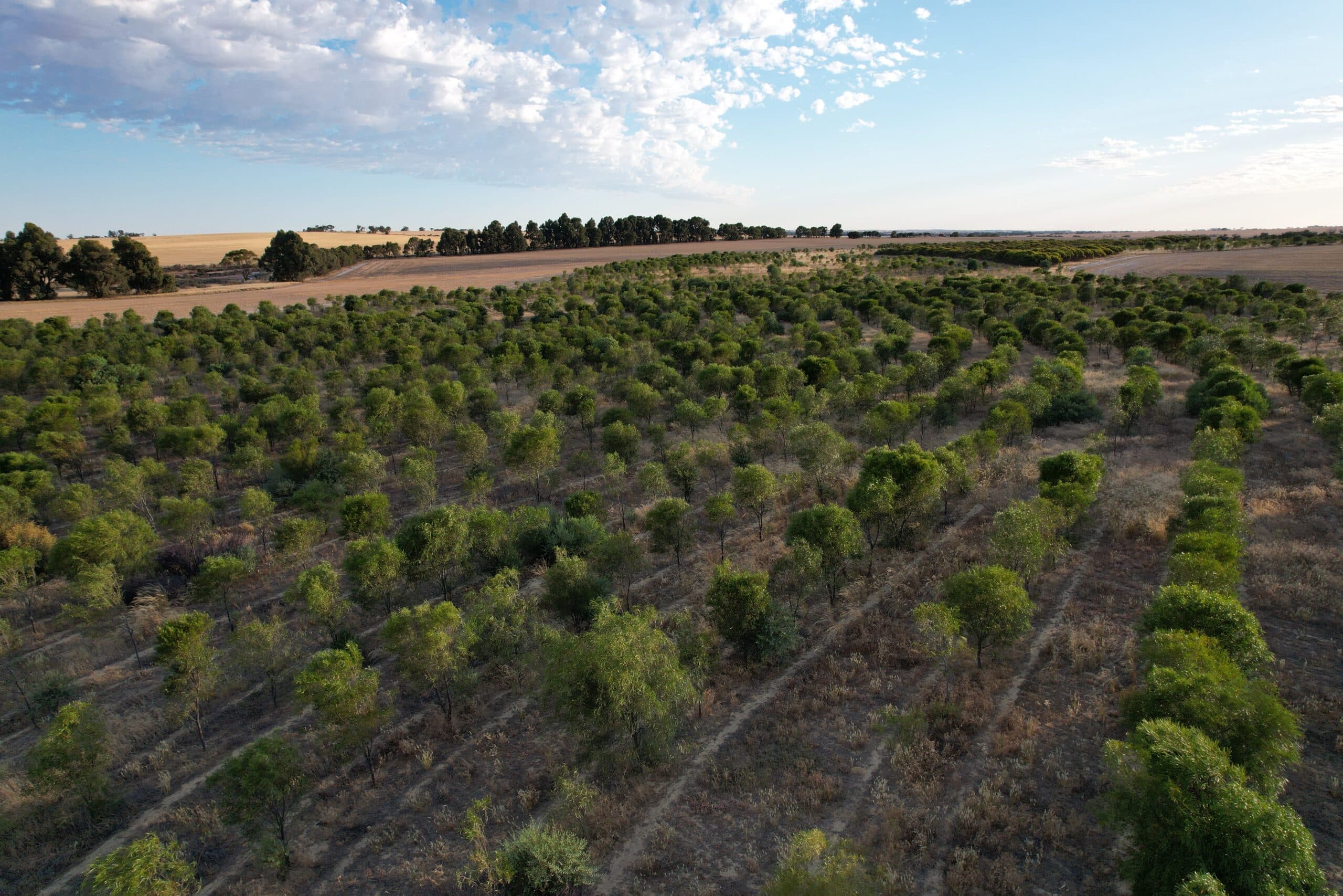 Drone image of planting area.