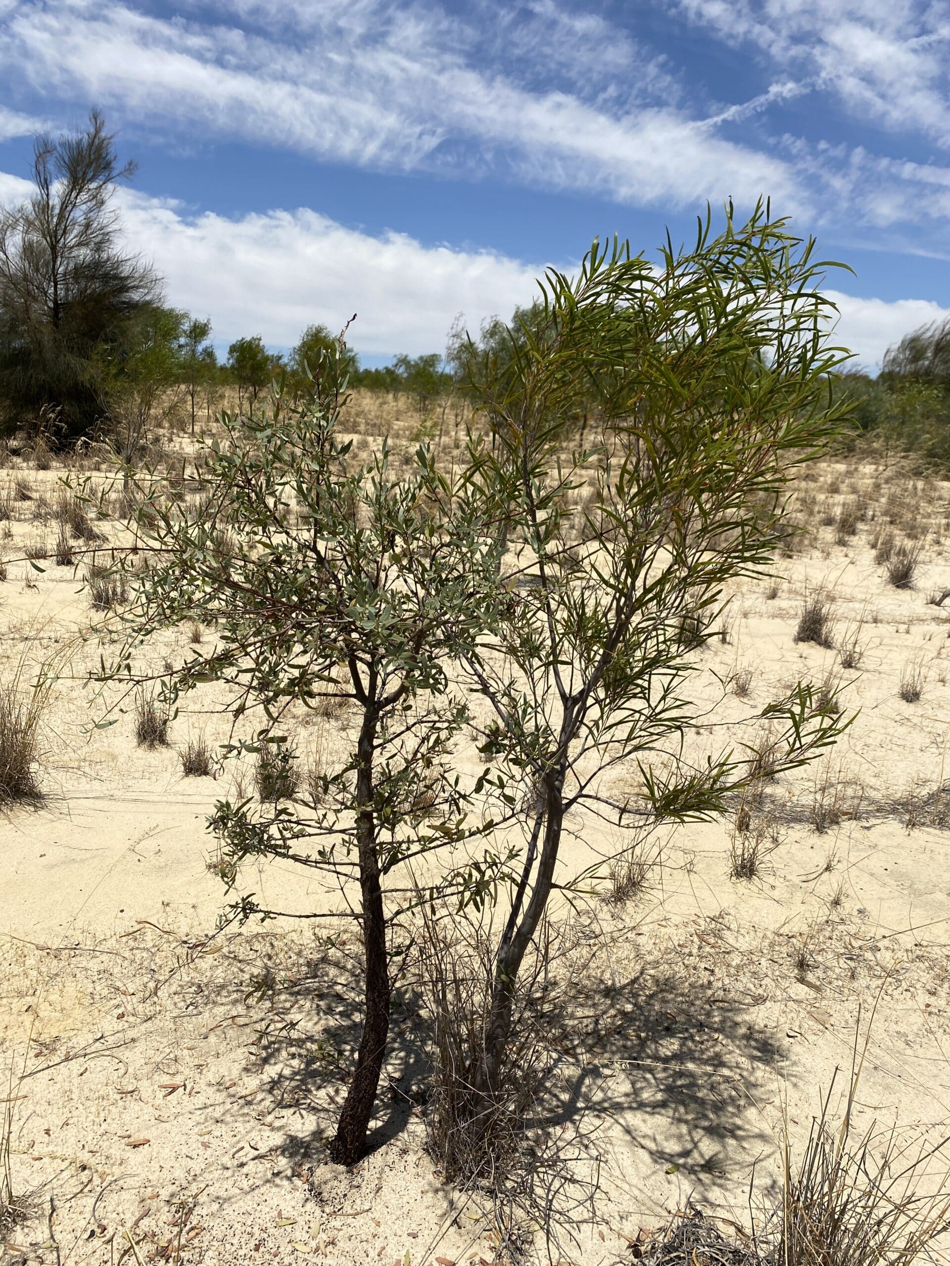 Sandalwood (Santalum spicatum) growing next to an Jam wattle (Acacia acuminata)