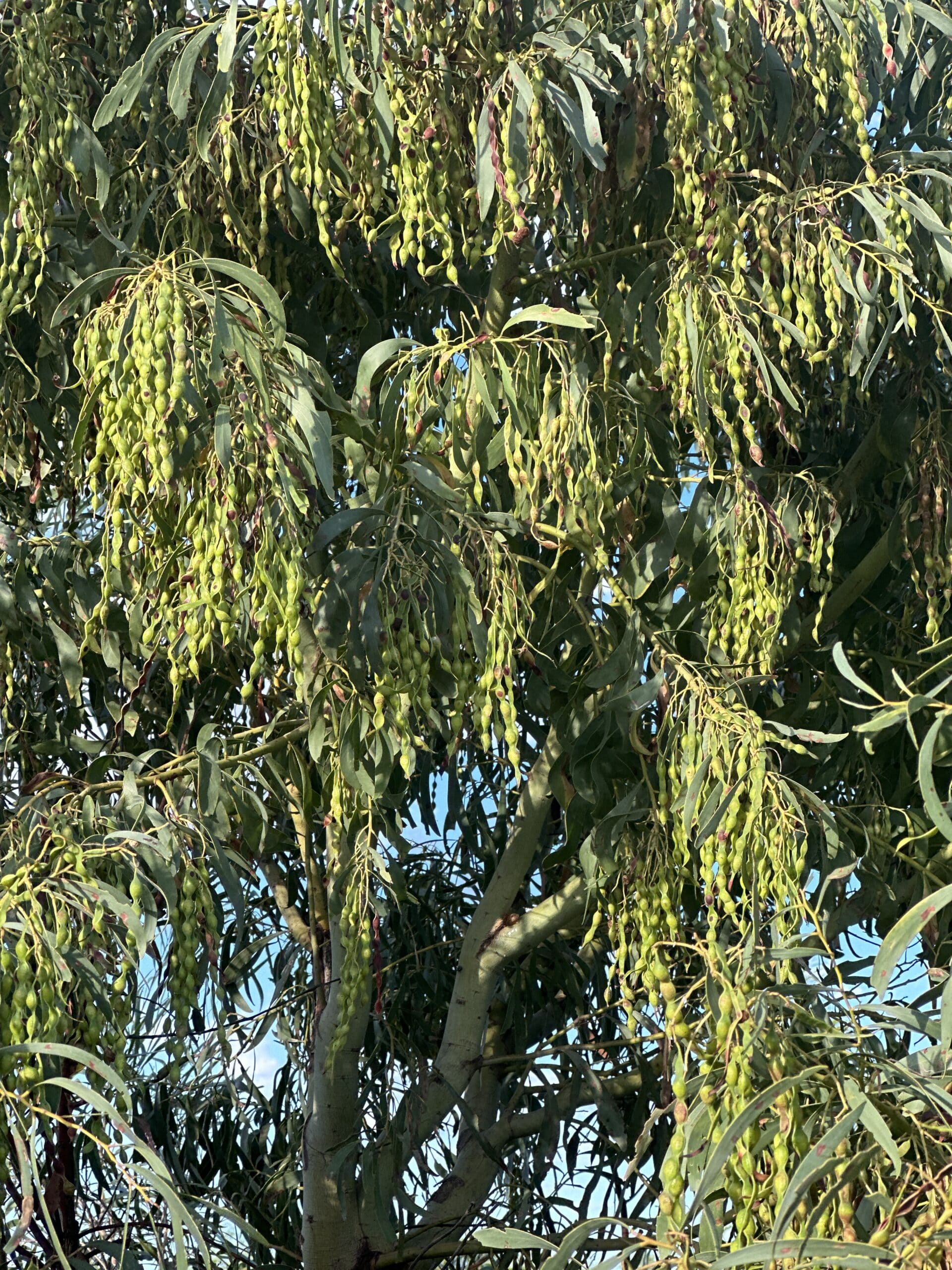 Very healthy Acacia microbotrya ('Manna wattle') covered in seed pods.