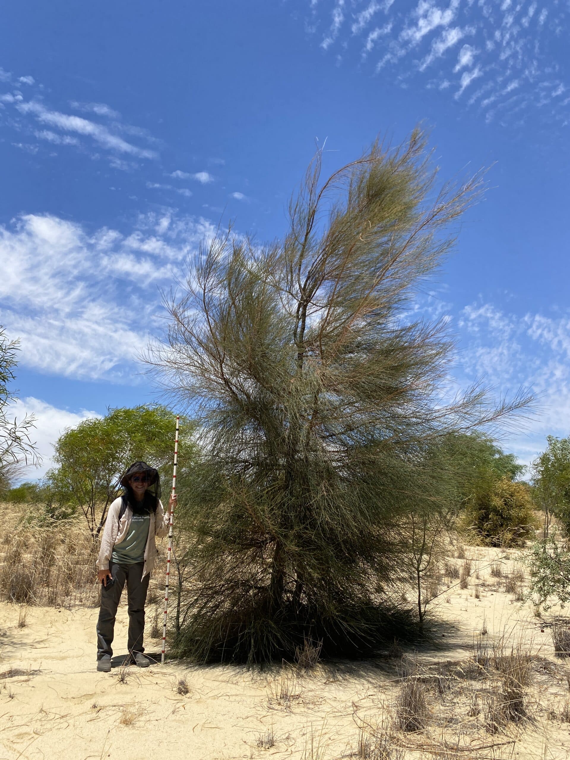 Women with fly net and measuring stick standing next to an Allocasuraina huegeliana ('rock sheoak').