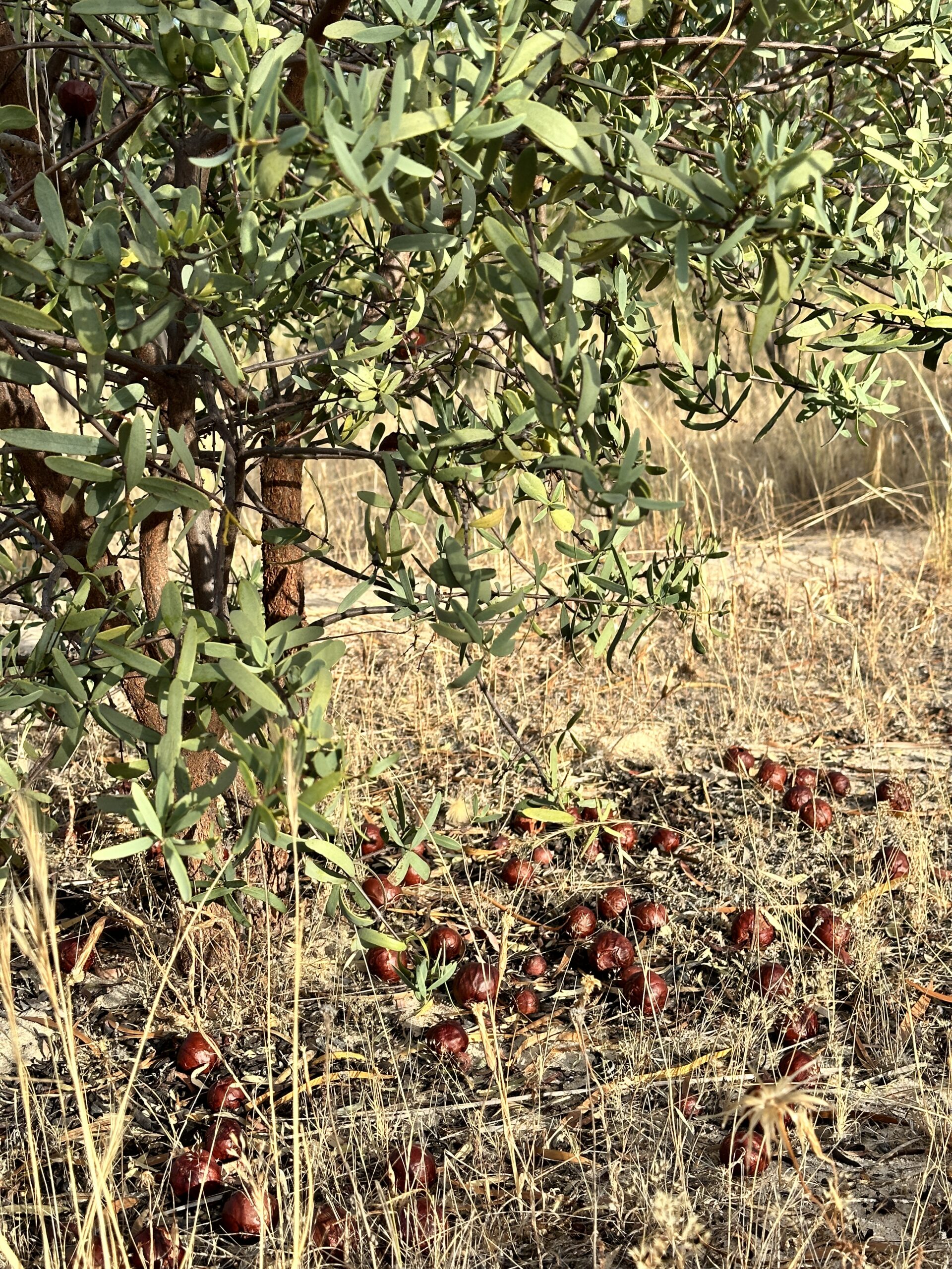 Close up of sandalwod (Santalum spicatum) tree with fallen sandalwood nuts on the ground