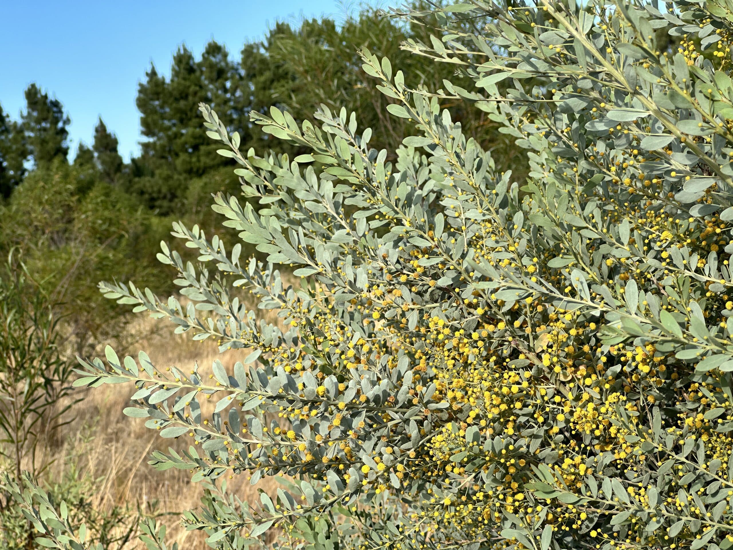 close up of a flowering Acacia meisneri