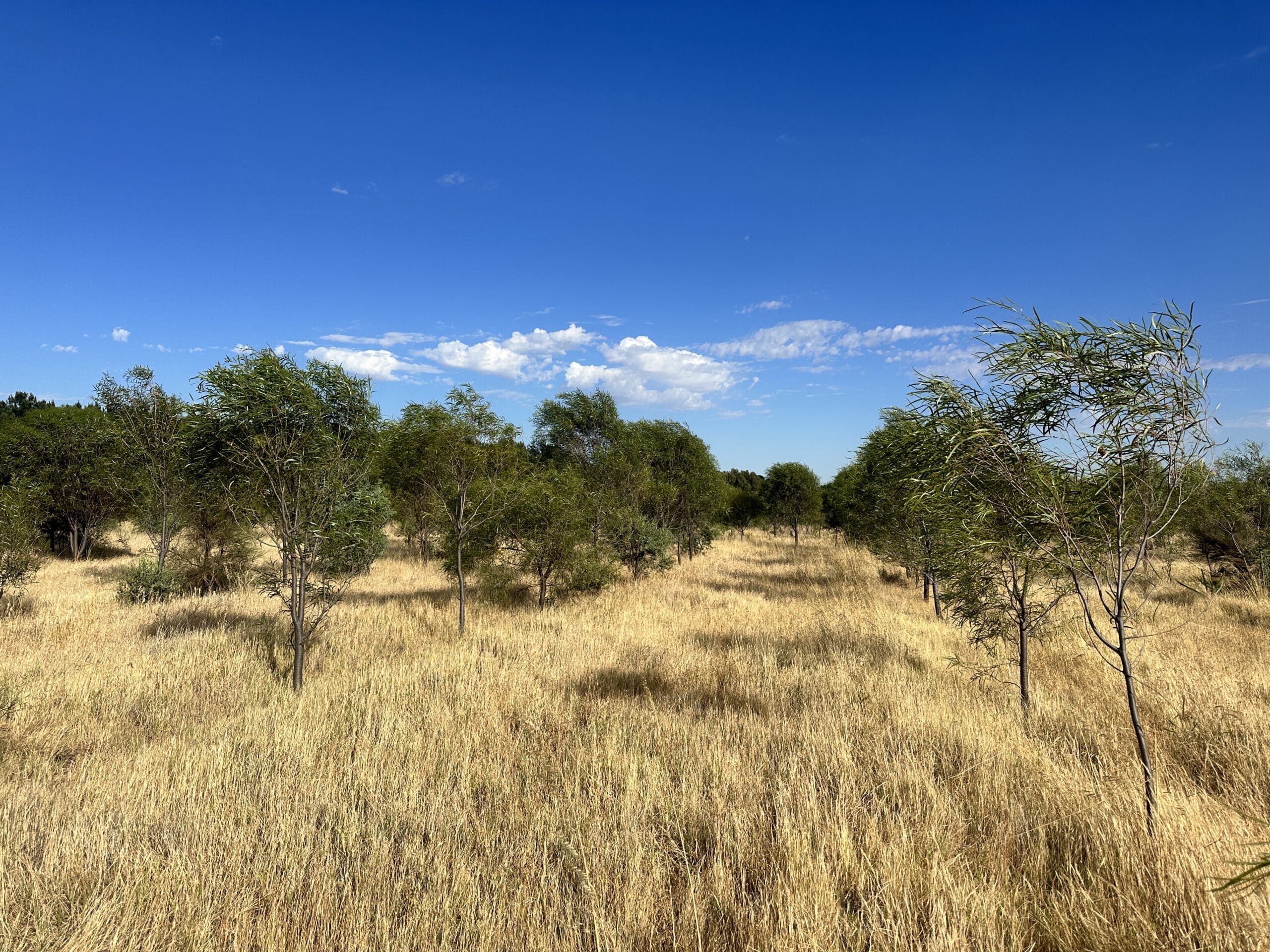 Large established trees growing in planting rows