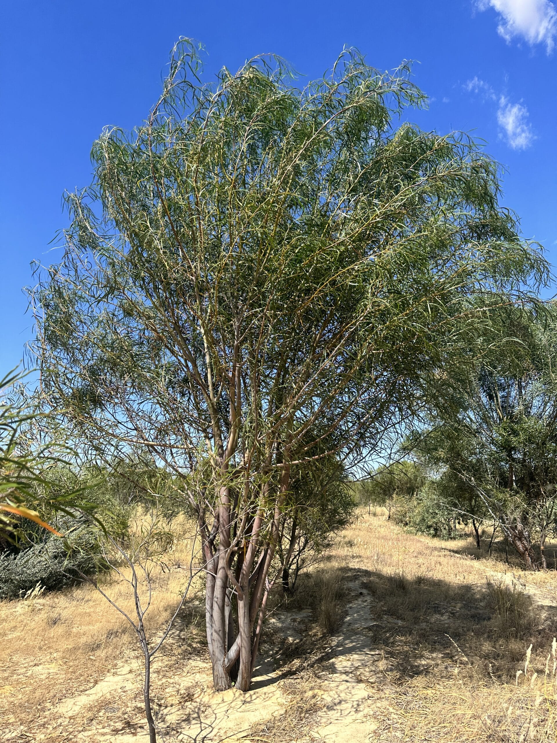 Acacia lasiocalyx ('Shaggy wattle')