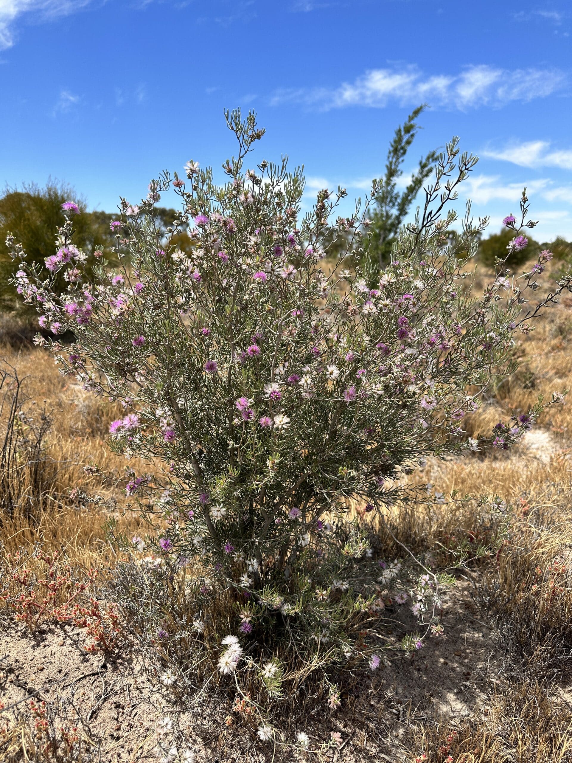 Flowering Melaleuca brophyi