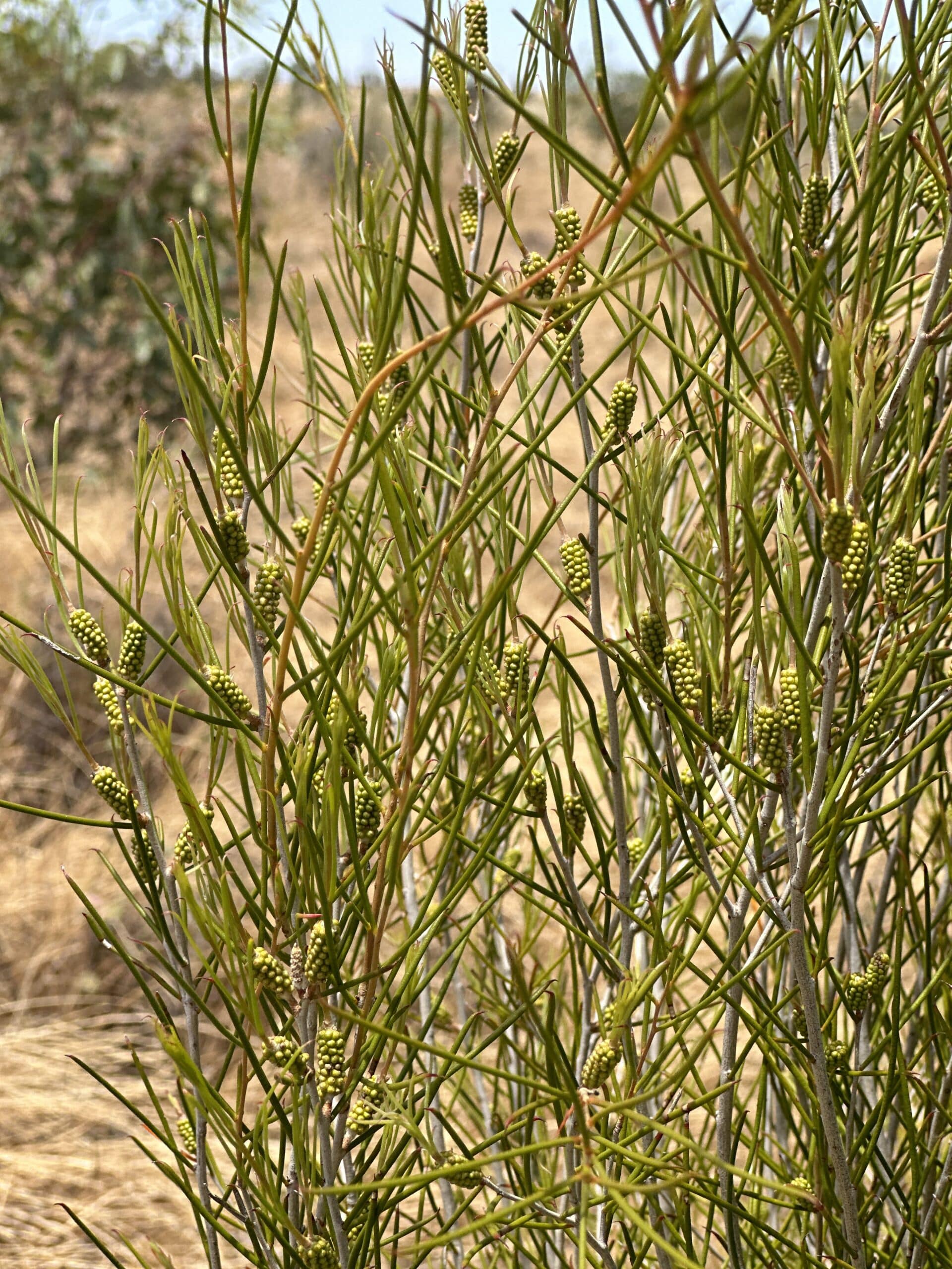 Close up of a Melaleuca atroviridis growing fruit.