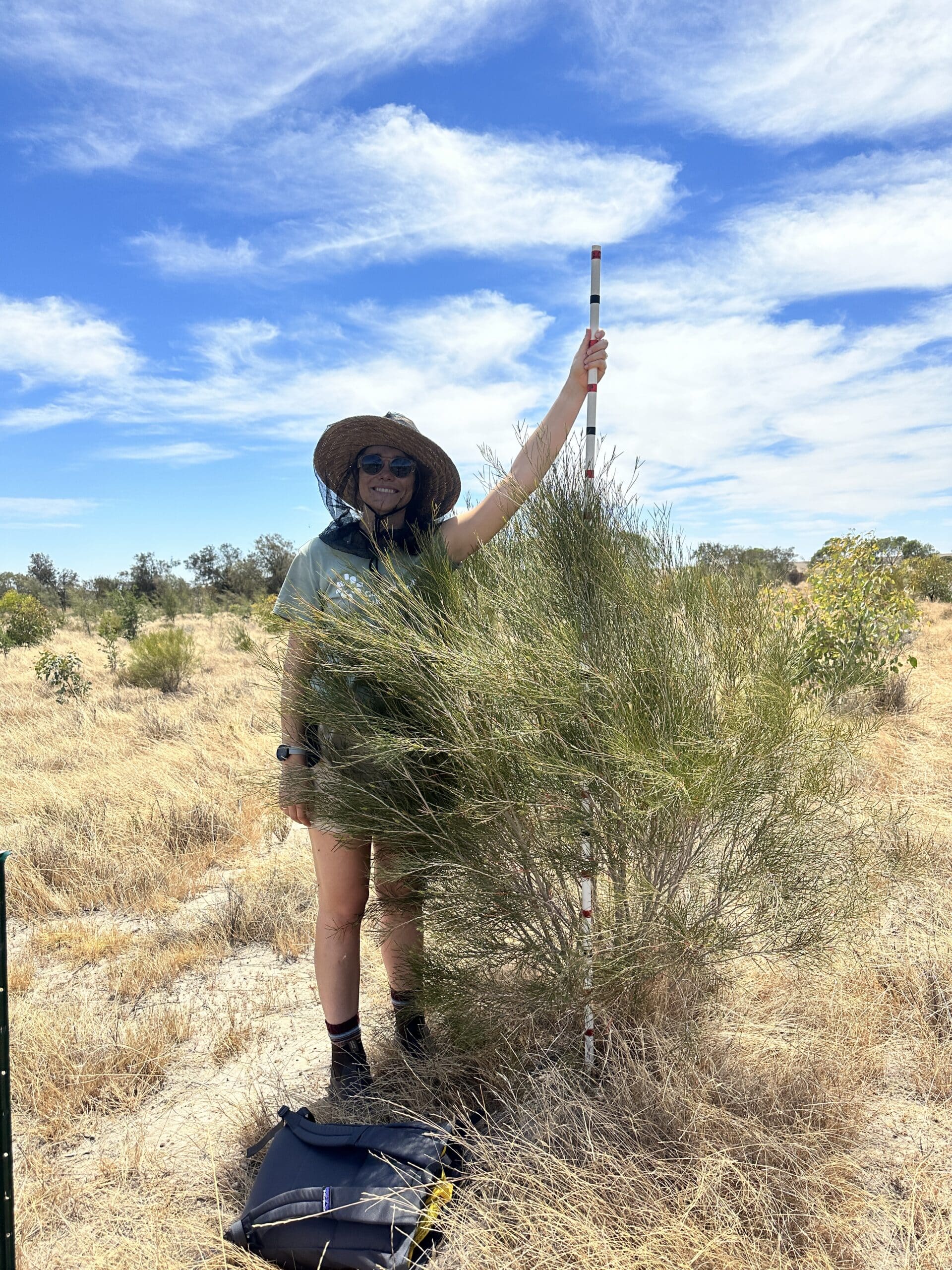 Women measuring the height of a Casuarina obesa ('Swamp sheoak').