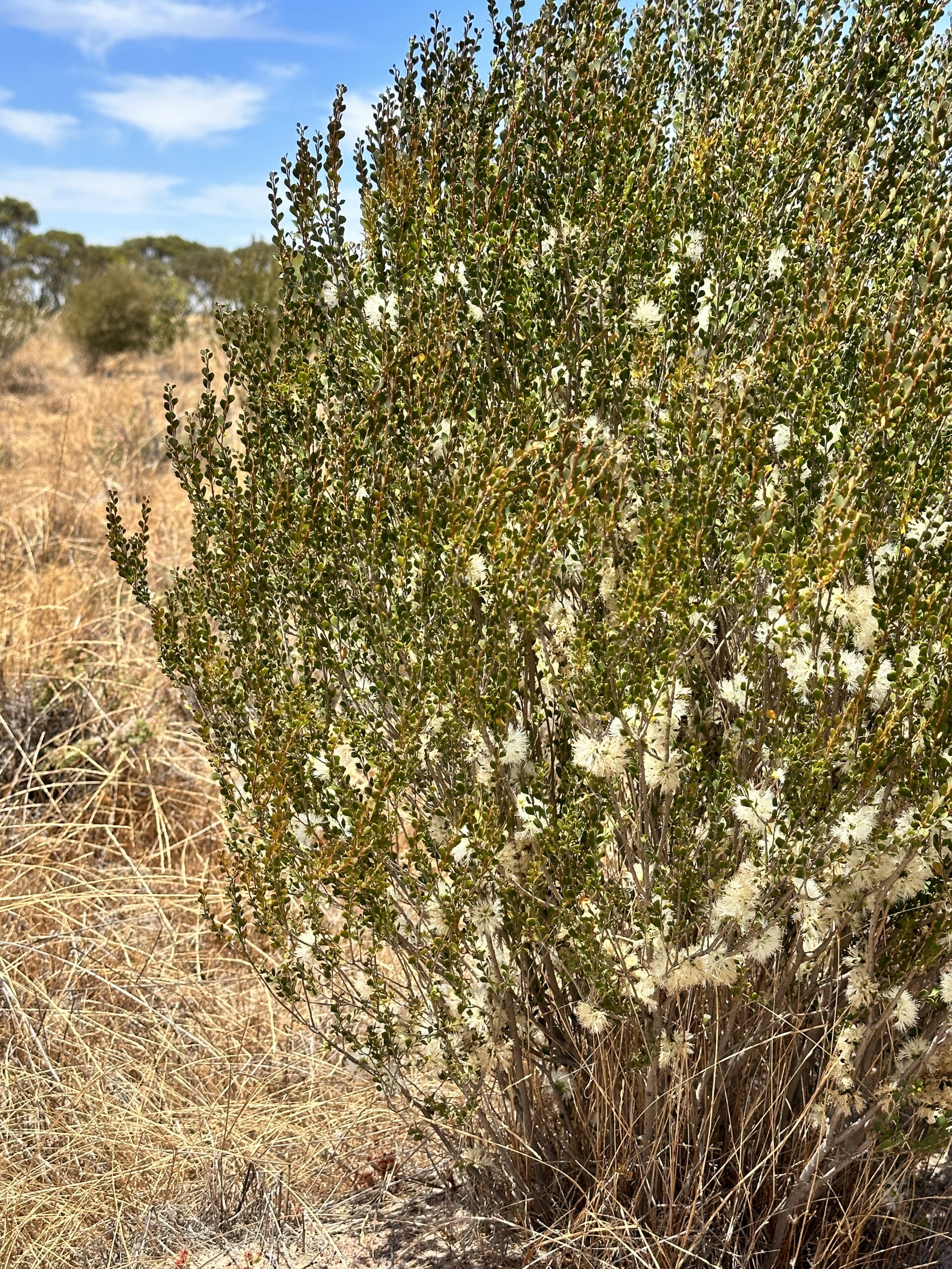 Close up of the side of a flowering Melaleuca lateriflora
