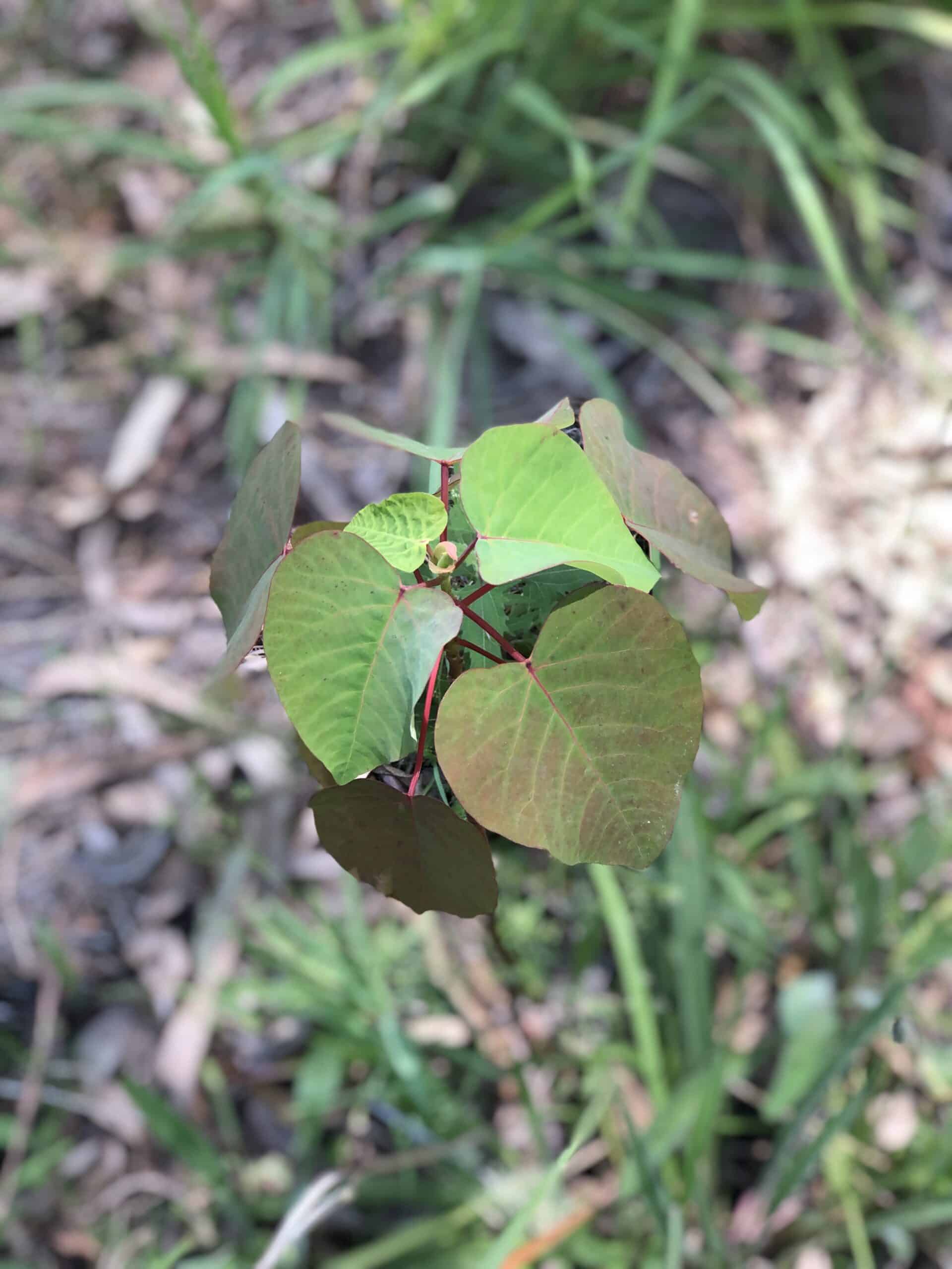 Close up of a Homanthalus species ('Bleeding heart').