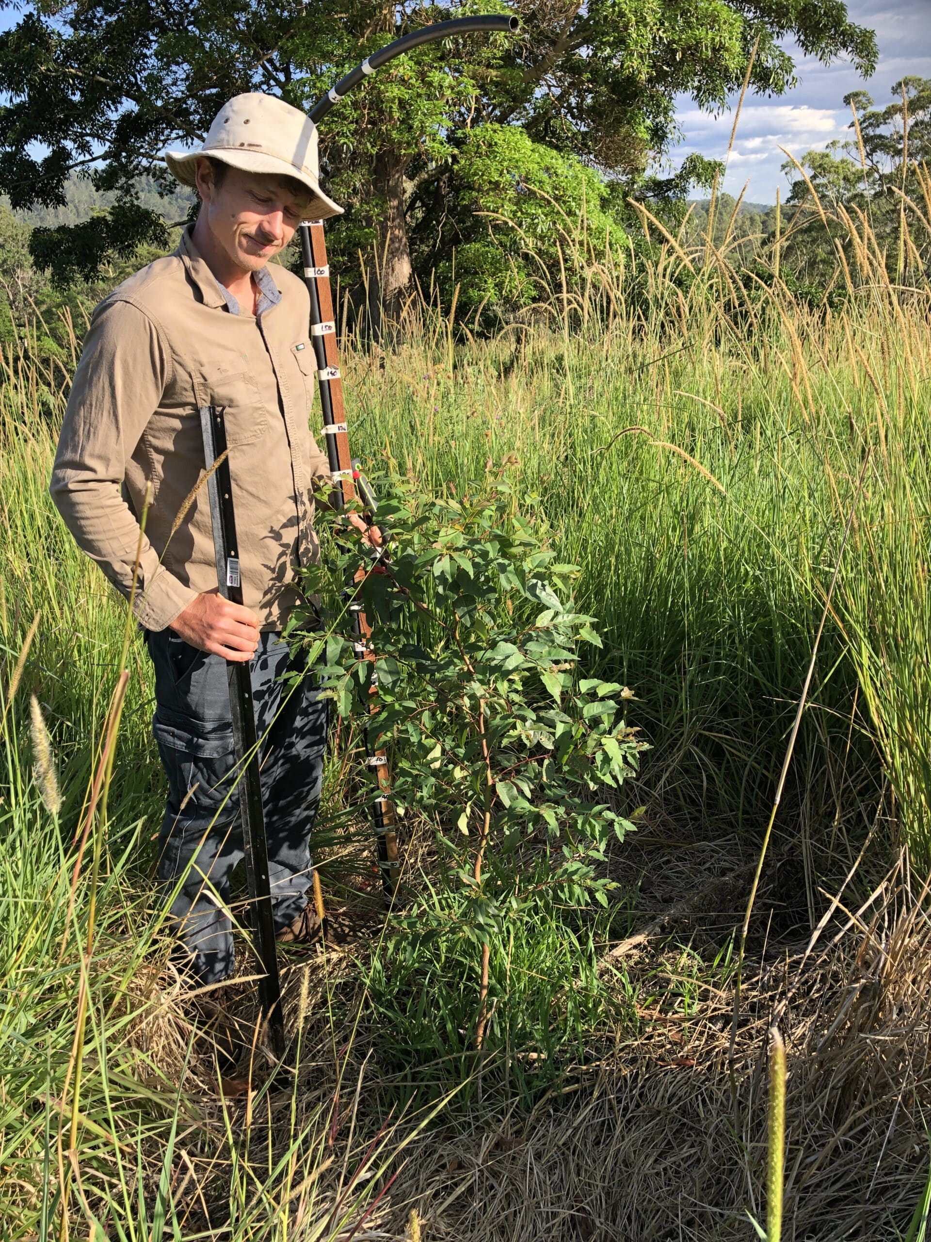 Man measuring tree with a measuring stick