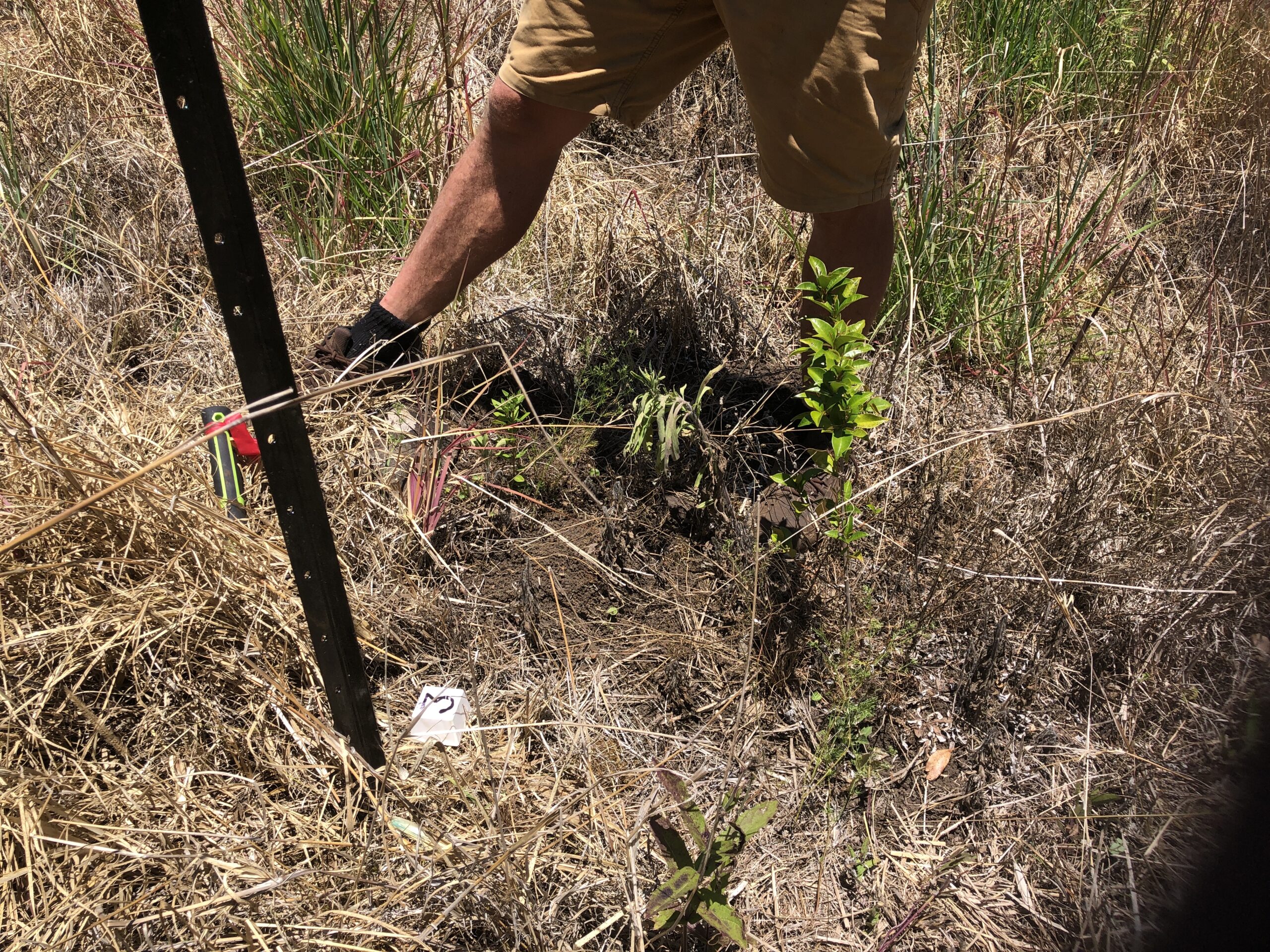 Metal stake in the ground next to a seedling