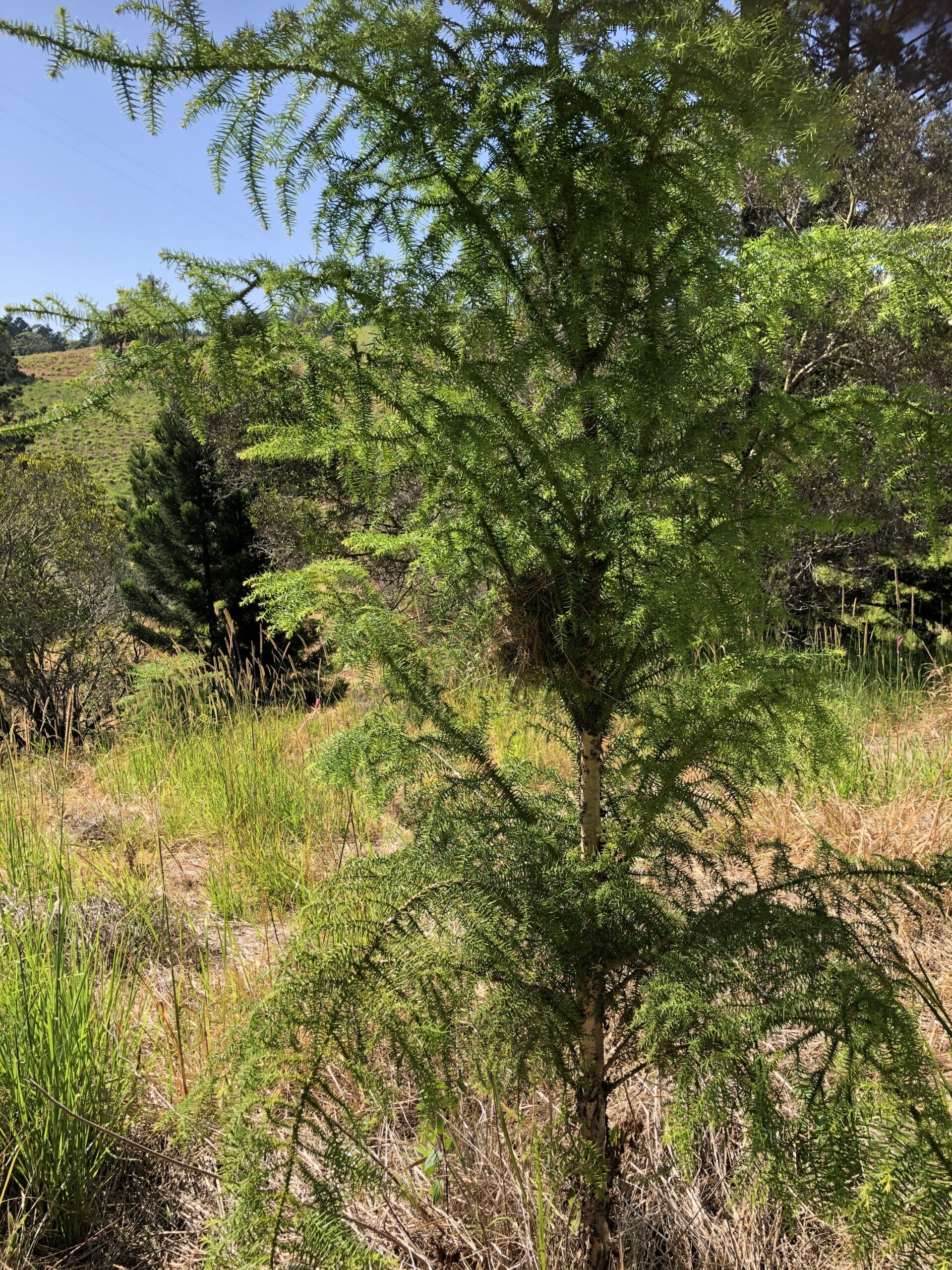 Red-browed finch nest visible in a naturally regenerating hoop pine tree.