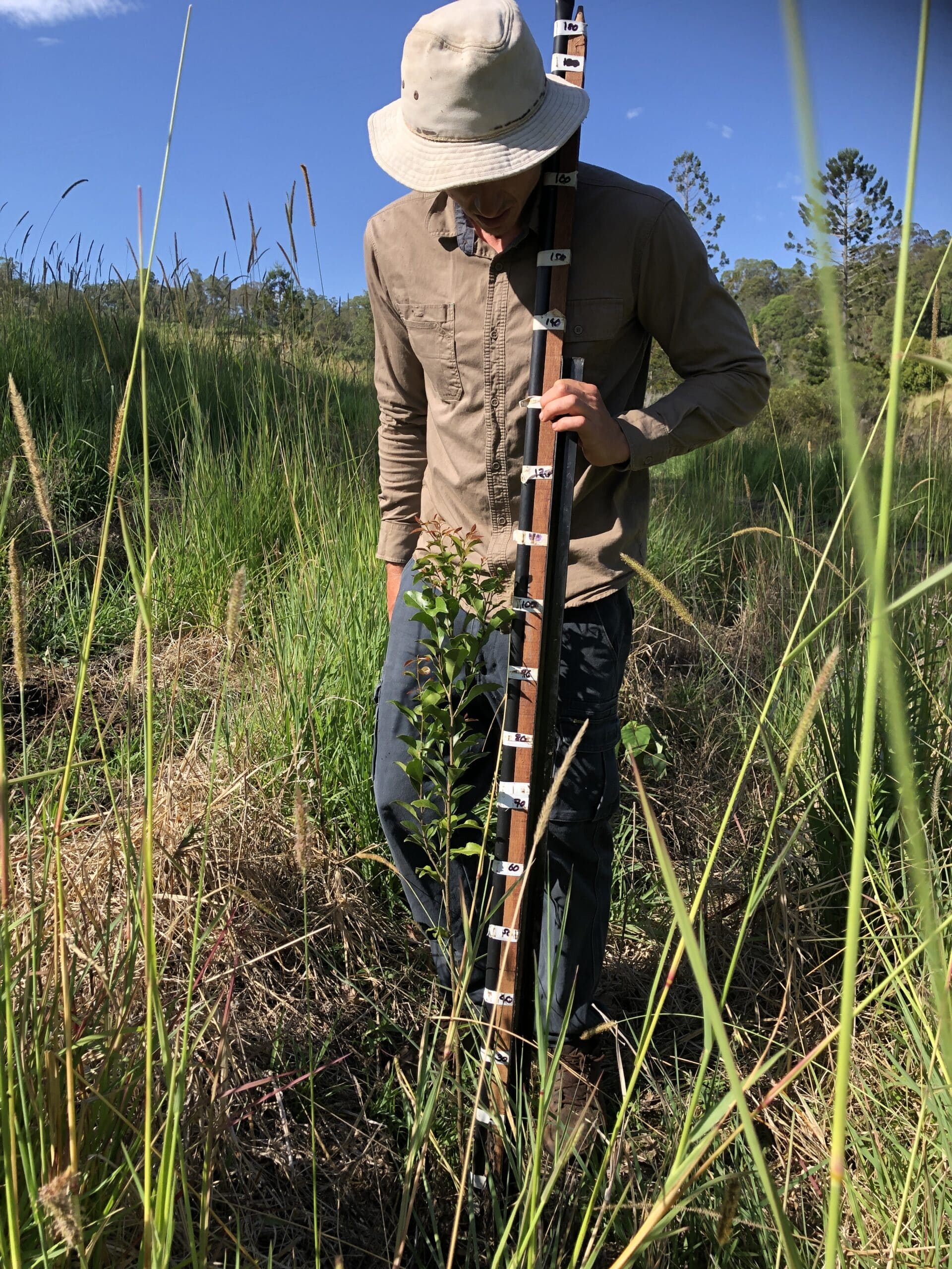 Man measuring seedling with a wooden measuring stick