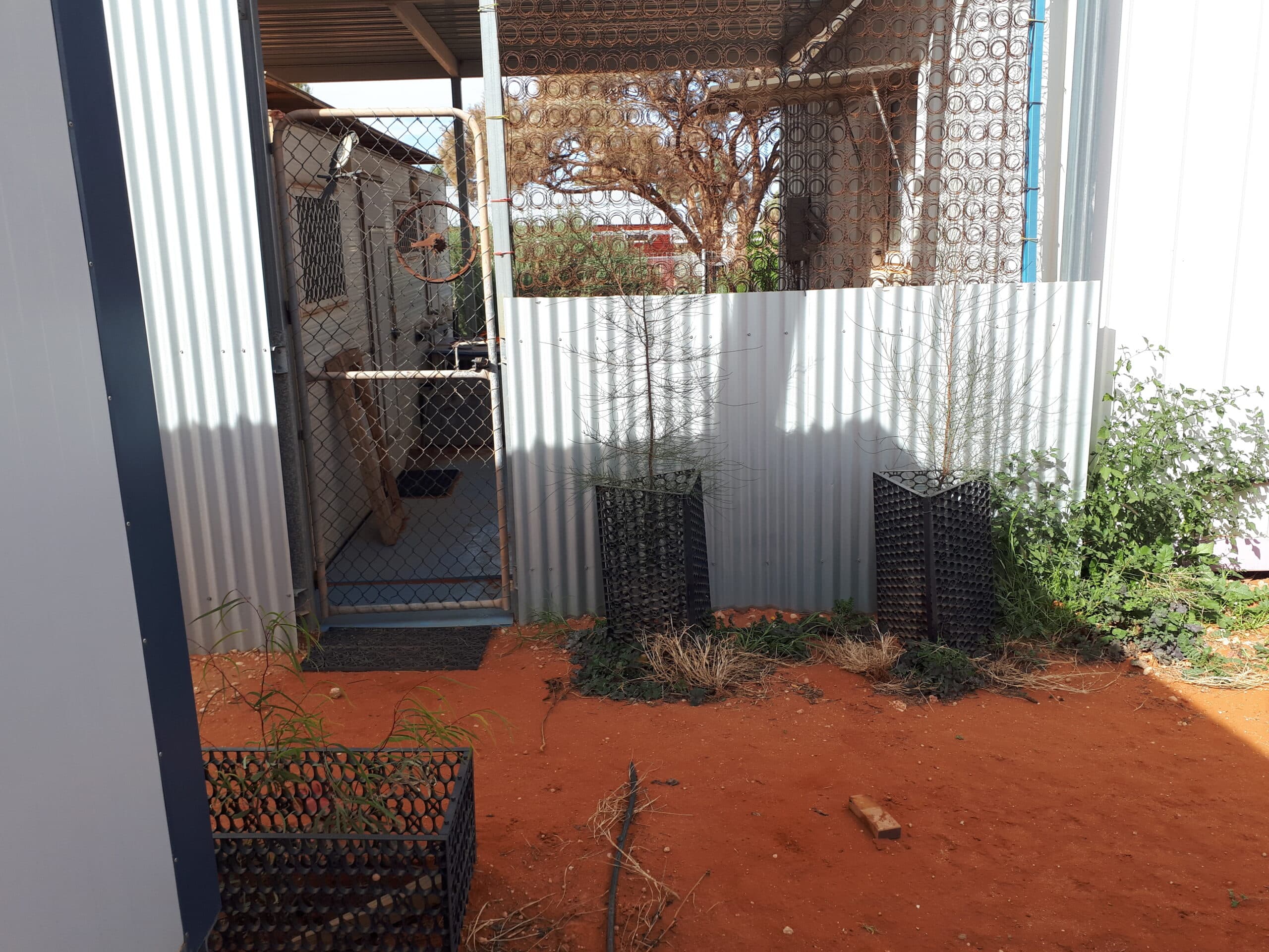 Trees growing in red dirt outside of a shed
