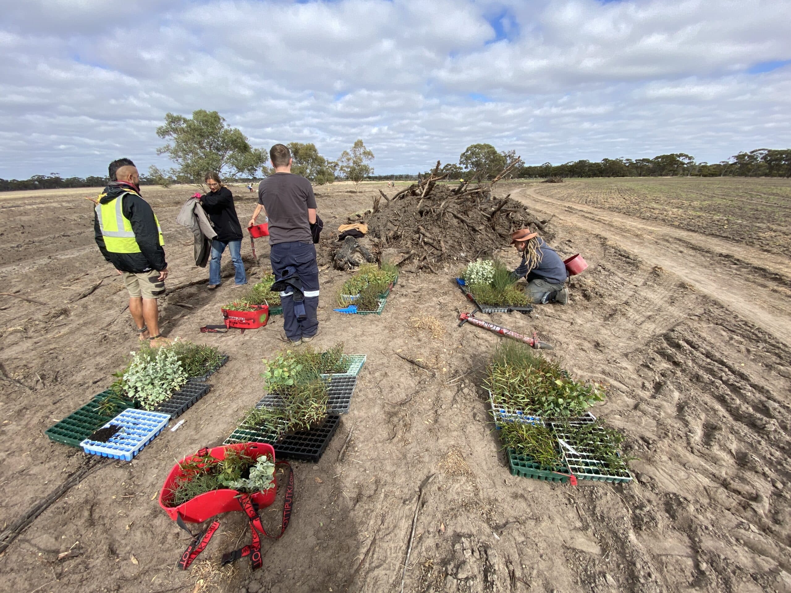 People collecting seedlings from seedling trays on the ground ready to be planted