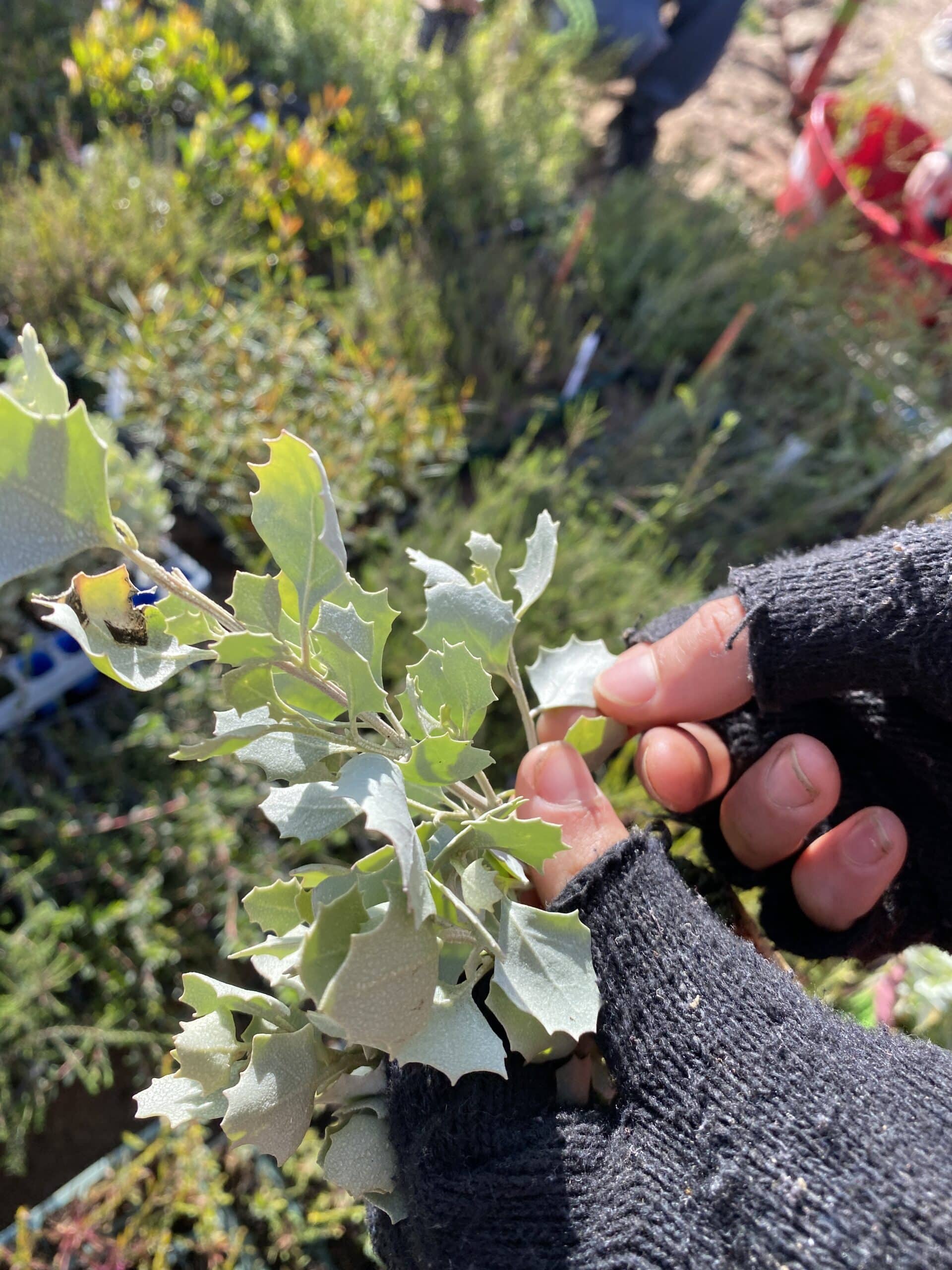 Hand holding an Atriplex nummularia ('Oldman saltbush') seedling.