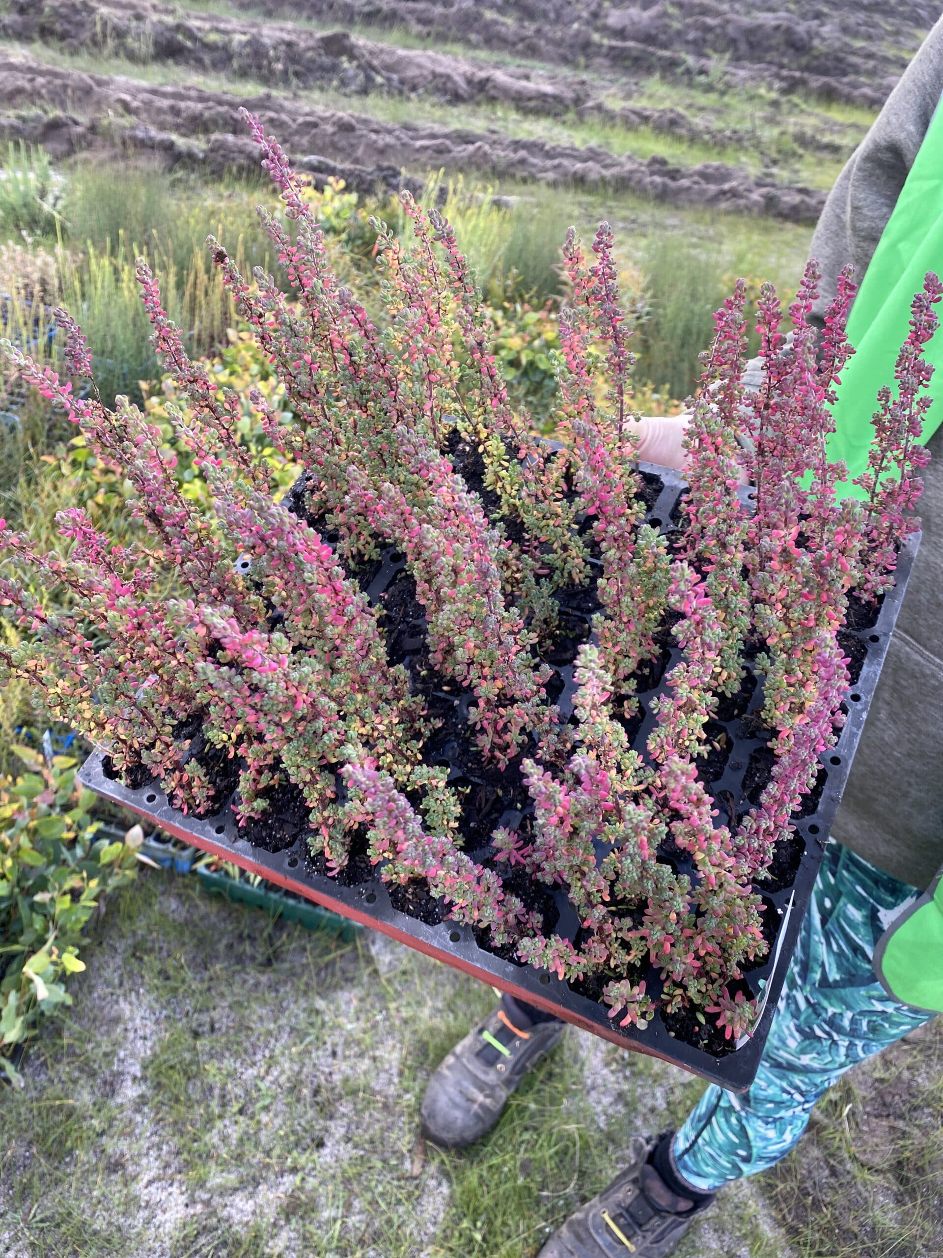 Salt-tolerant Samphire in seedling tray